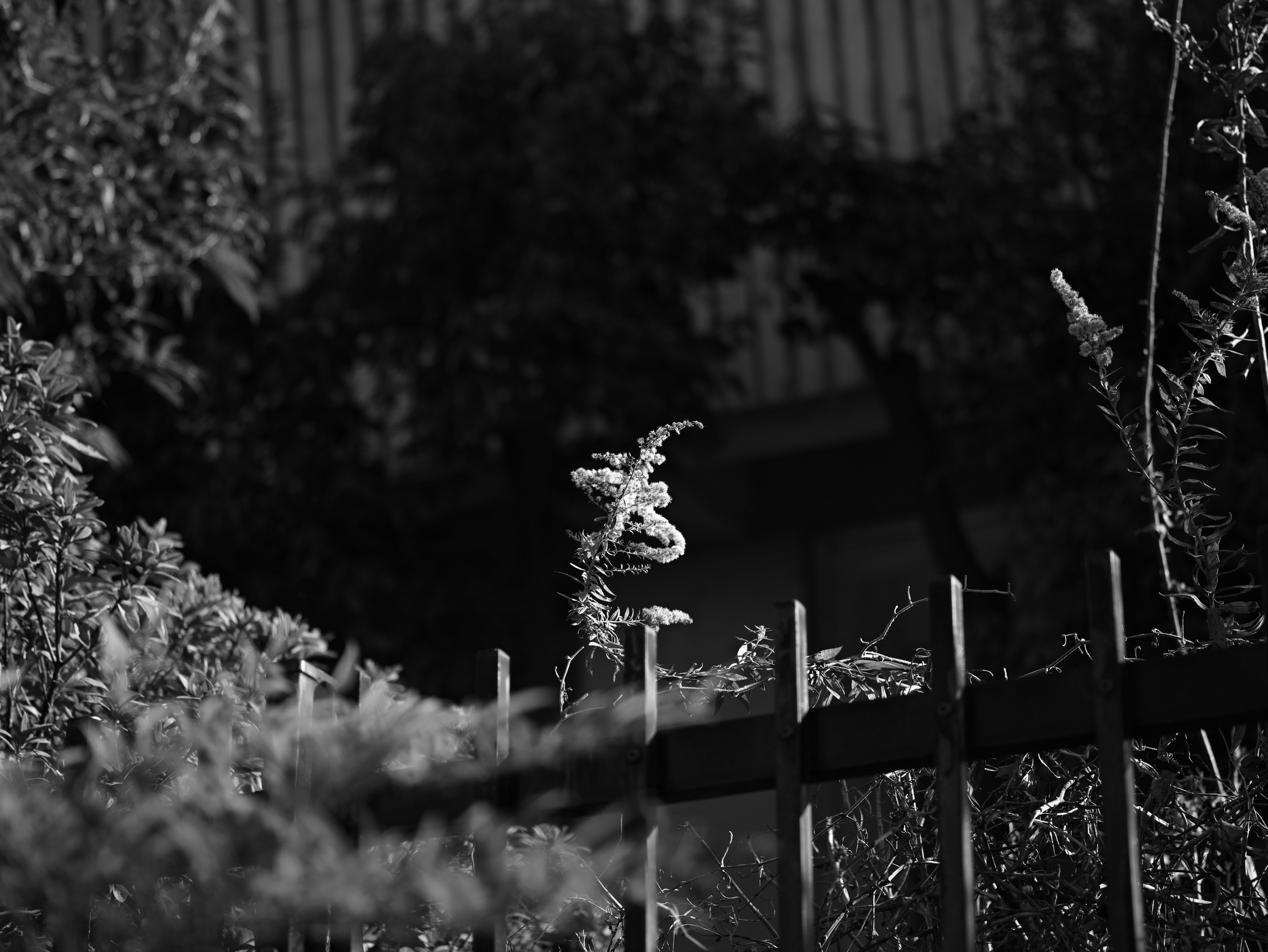 Image en noir et blanc de plantes avec une clôture visible en arrière-plan