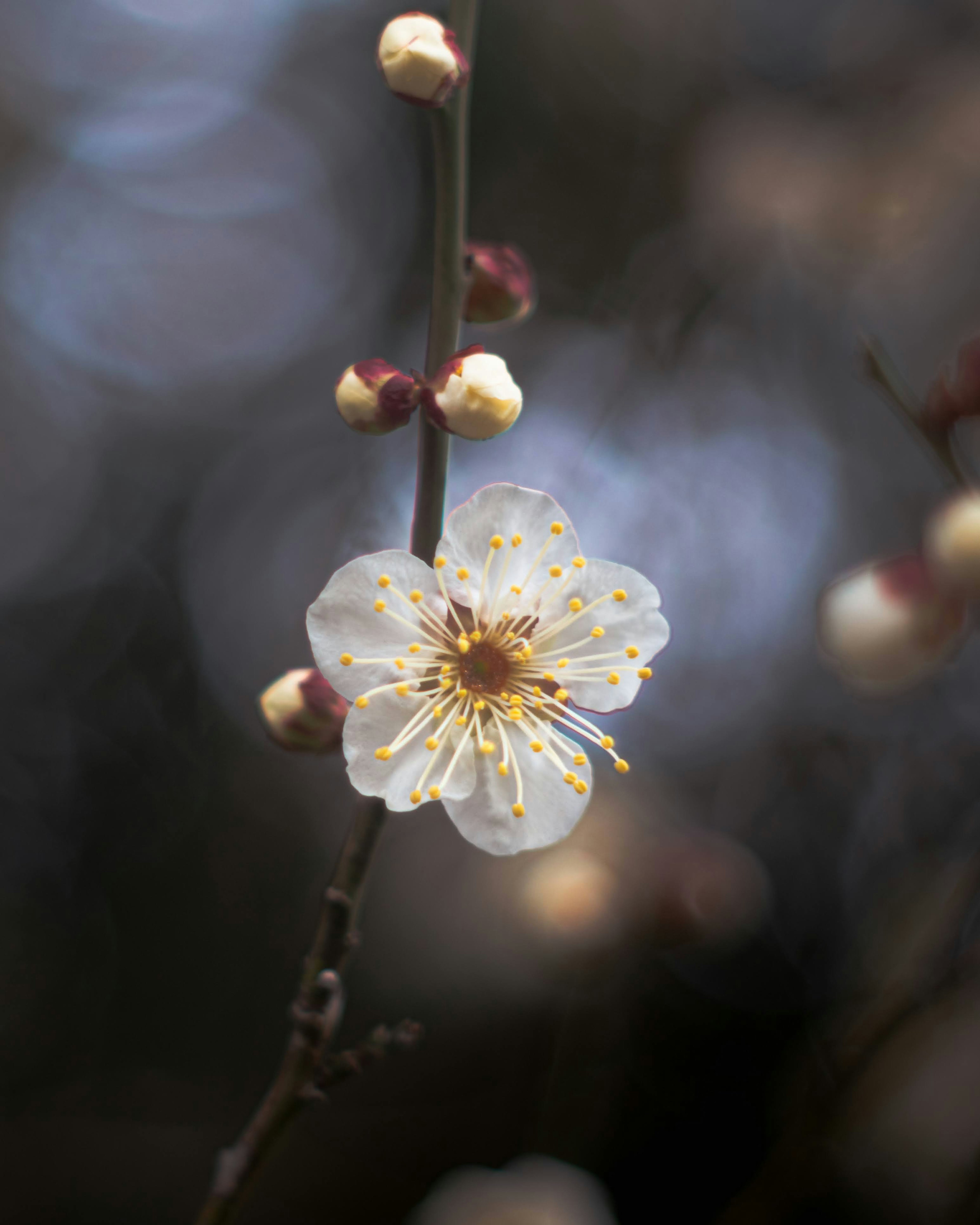 Ramo con un fiore di prugno bianco e gemme