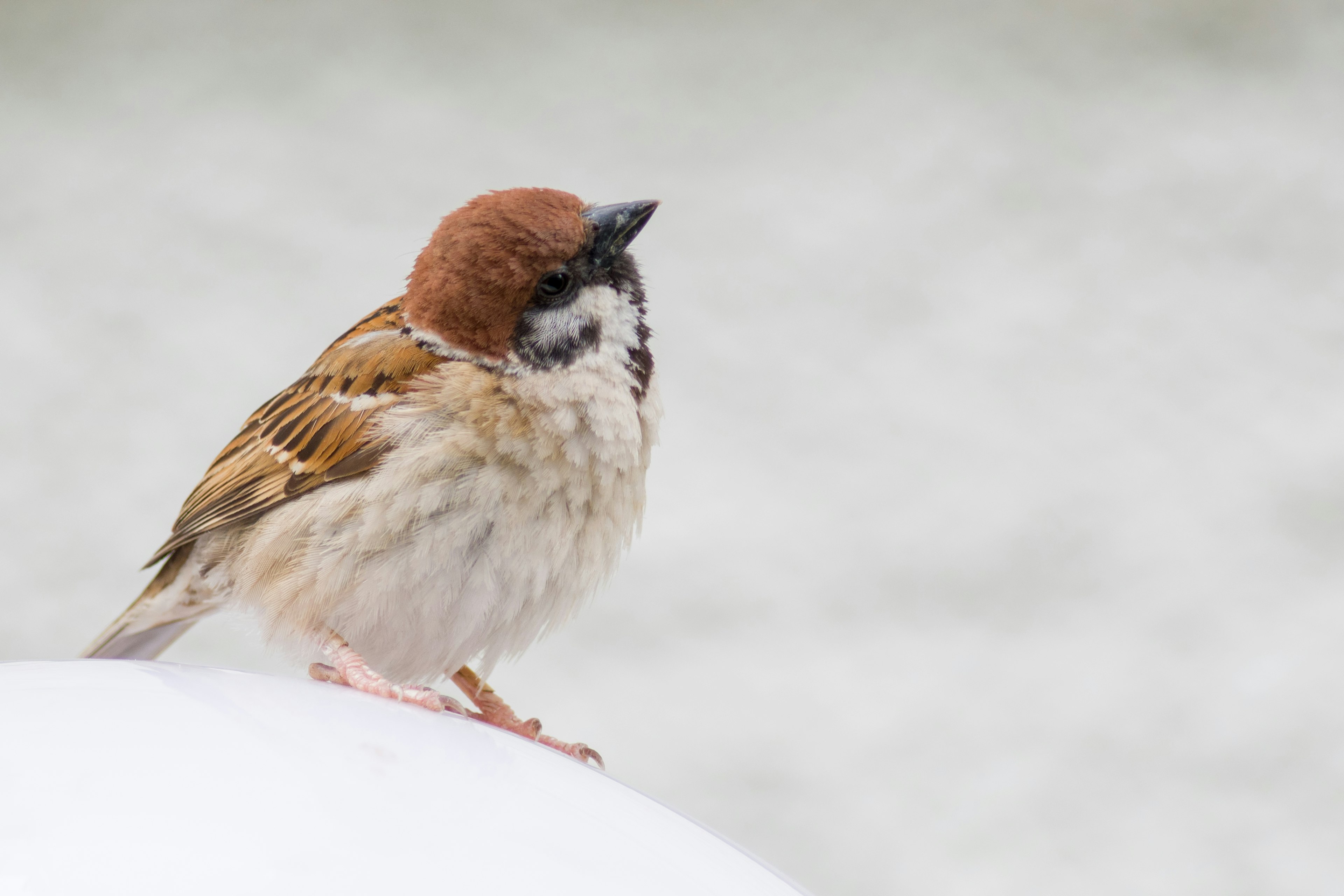 Un petit moineau perché sur une surface blanche avec un fond flou