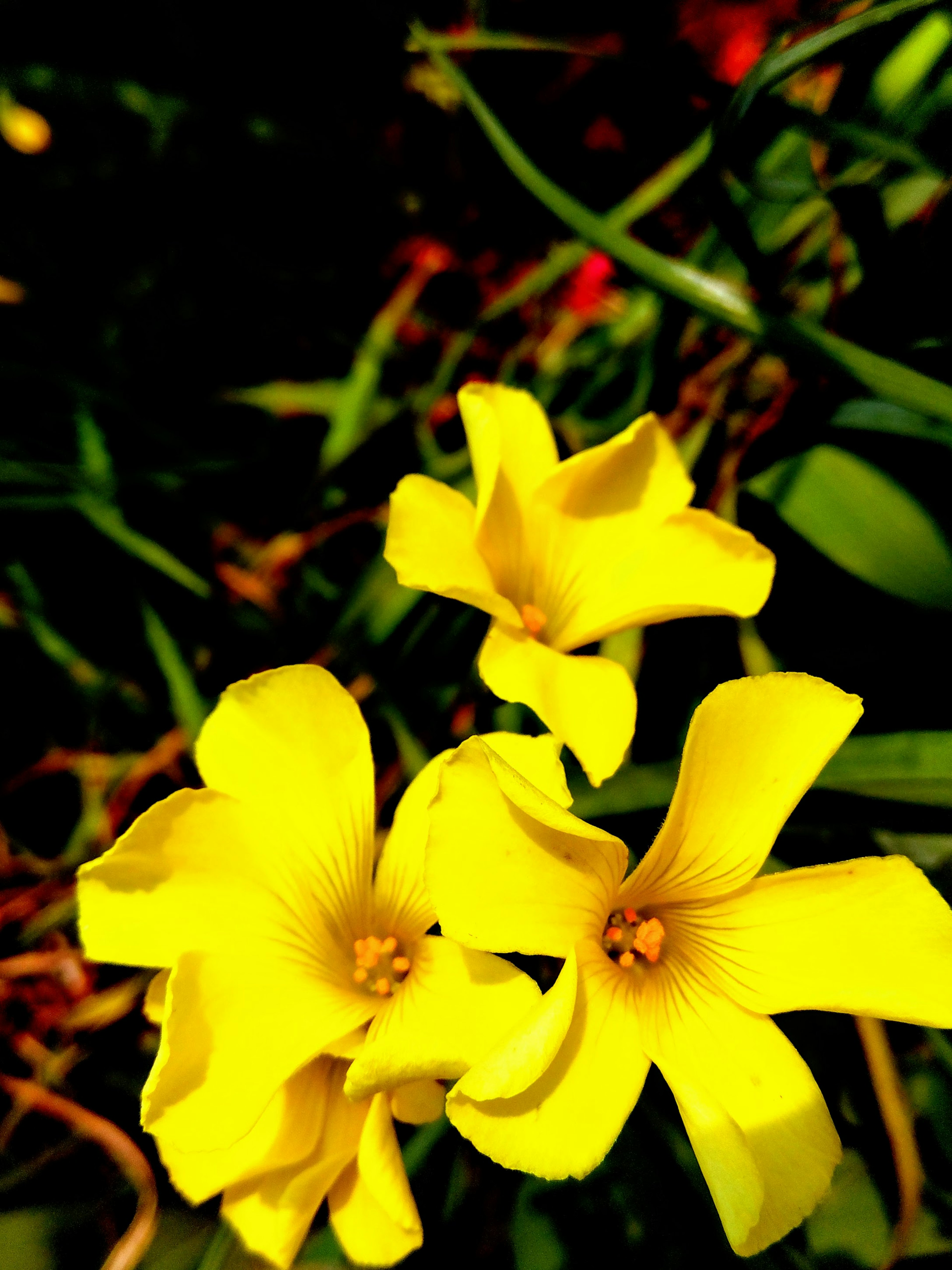 Tres flores amarillas brillantes rodeadas de hojas verdes