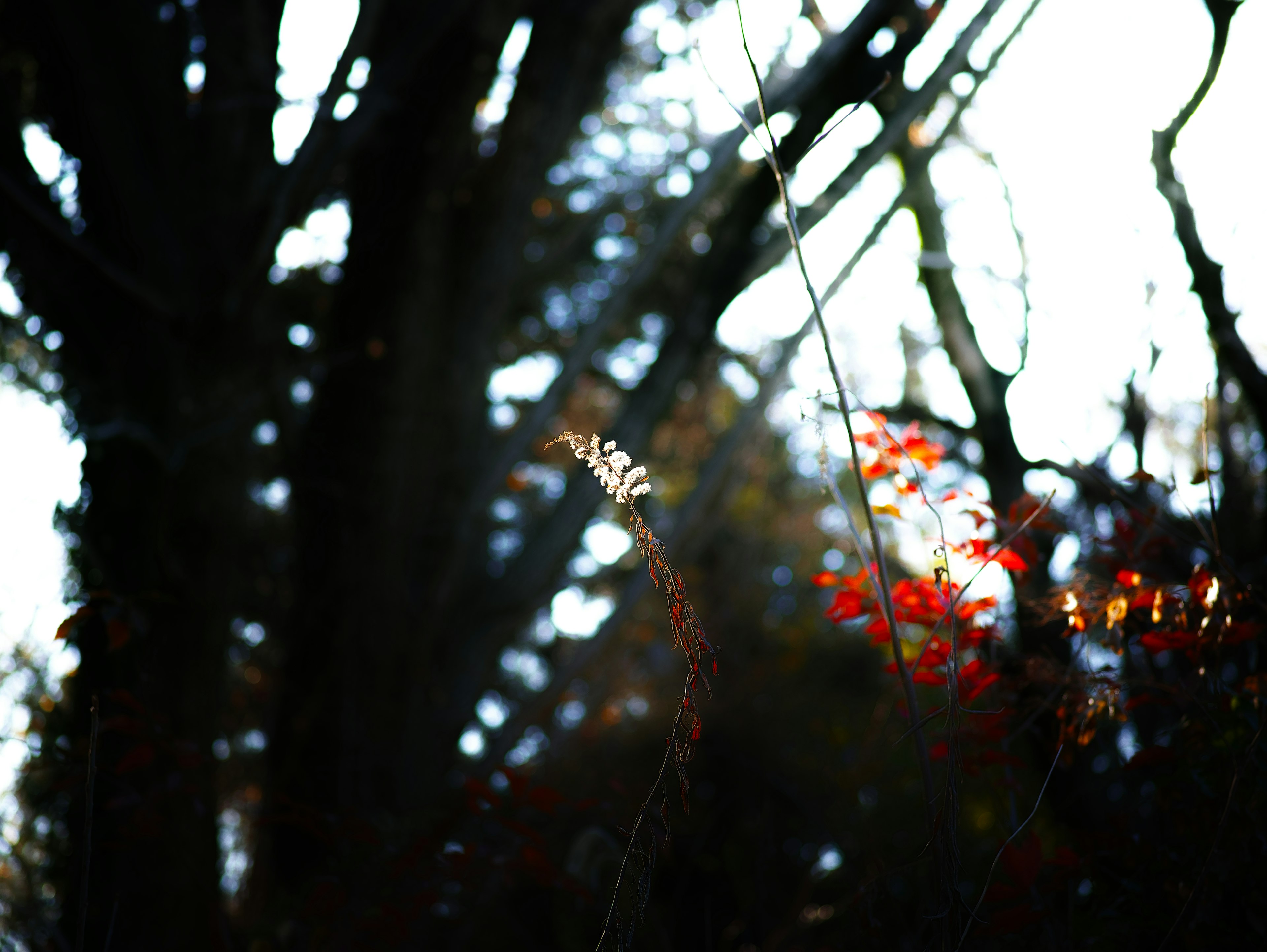 木々の間に立つ細い茎と紅葉の背景