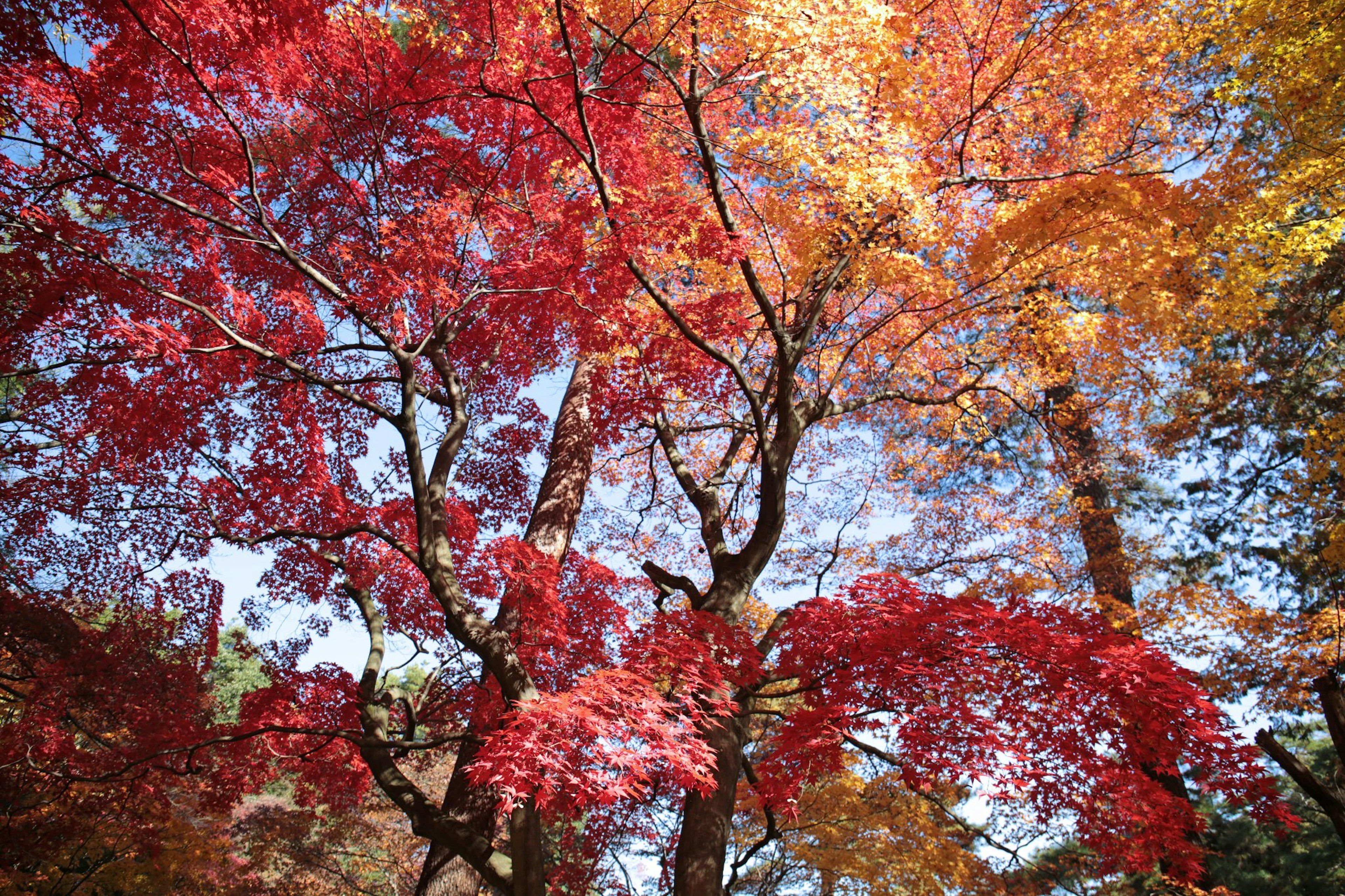 Vibrant autumn trees with red and yellow leaves