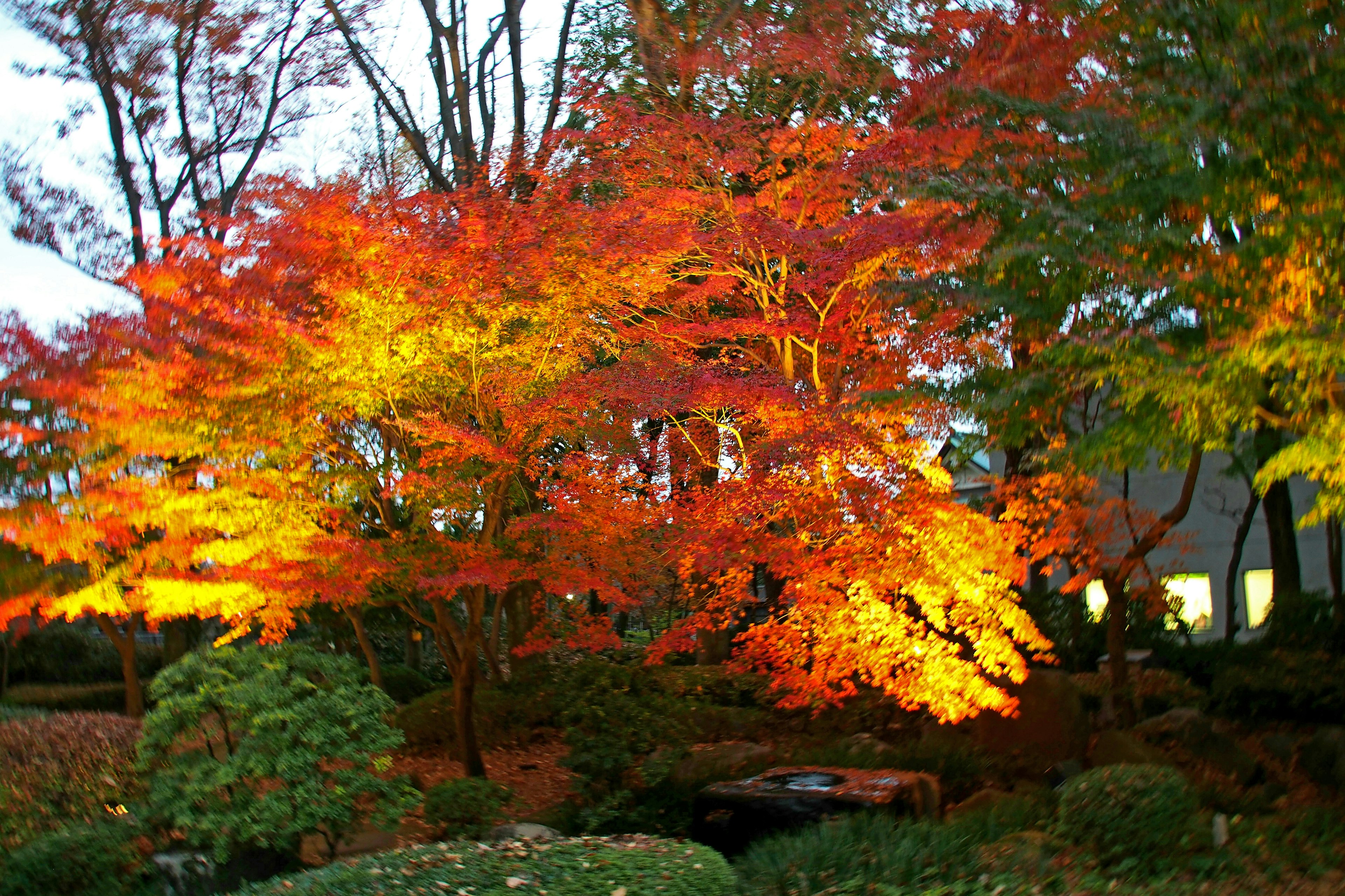 秋の紅葉が美しい公園の景色明るいオレンジや黄色の葉