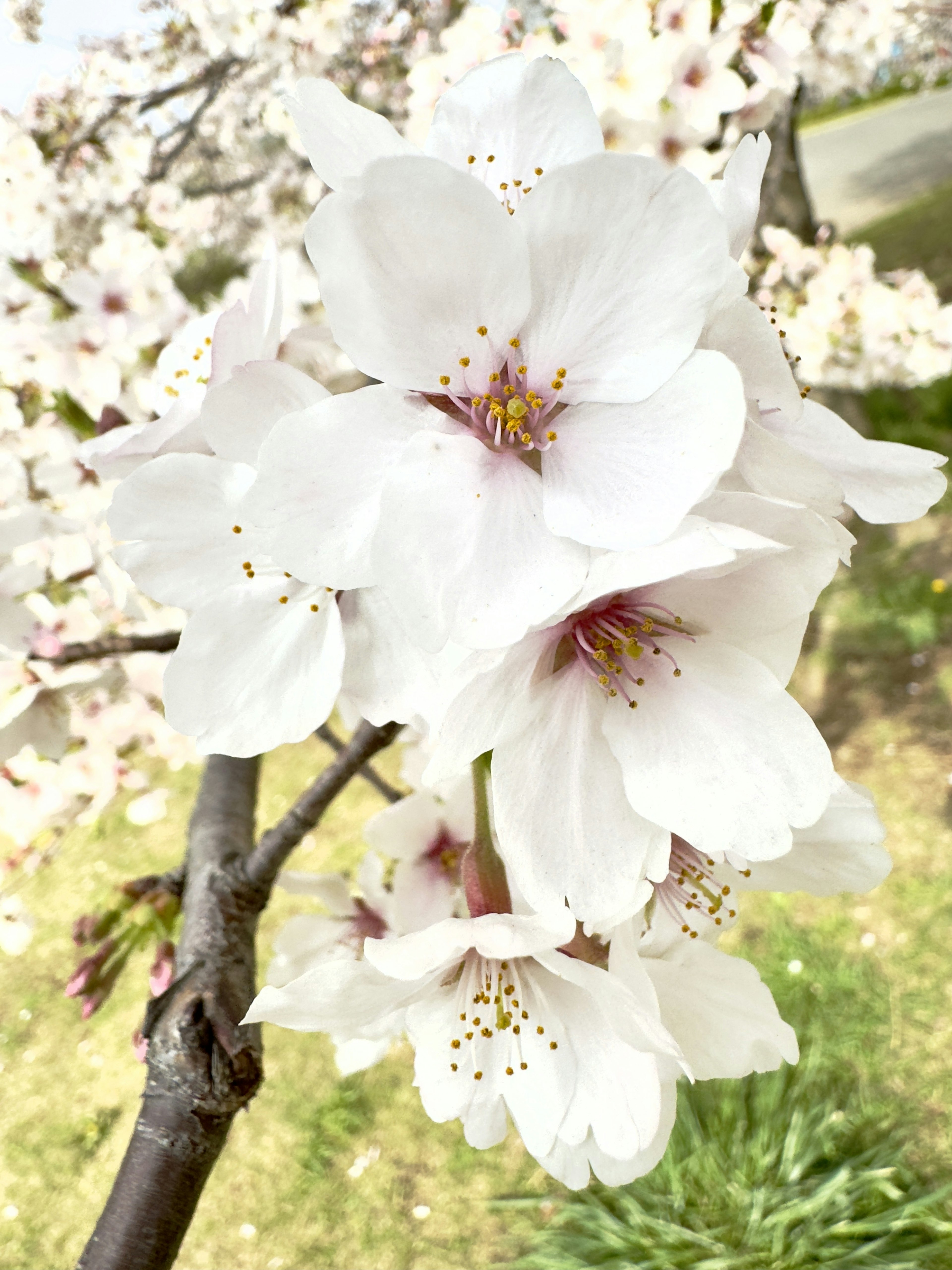 Close-up bunga sakura putih yang sedang mekar