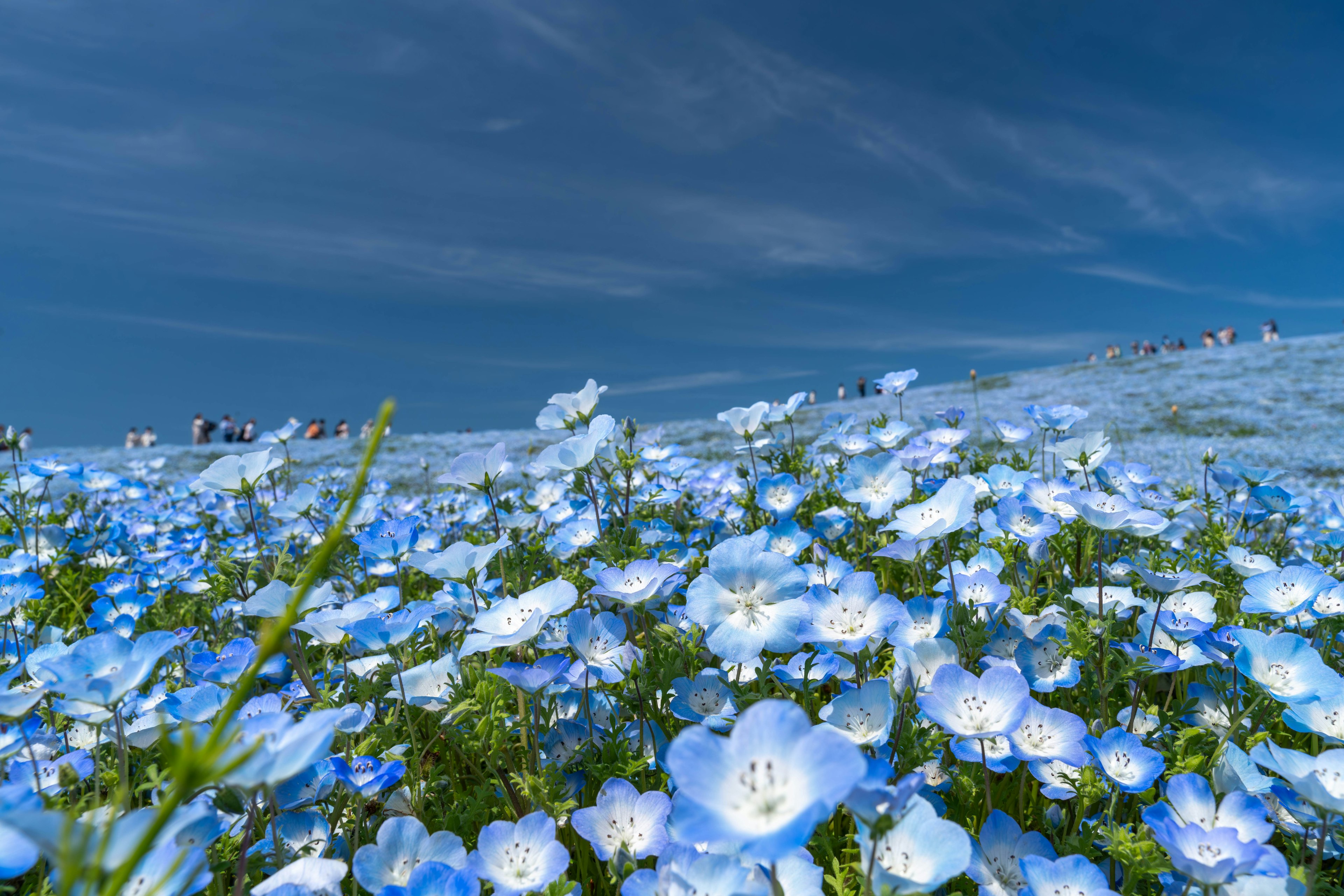 A landscape filled with blue flowers under a clear sky and clouds