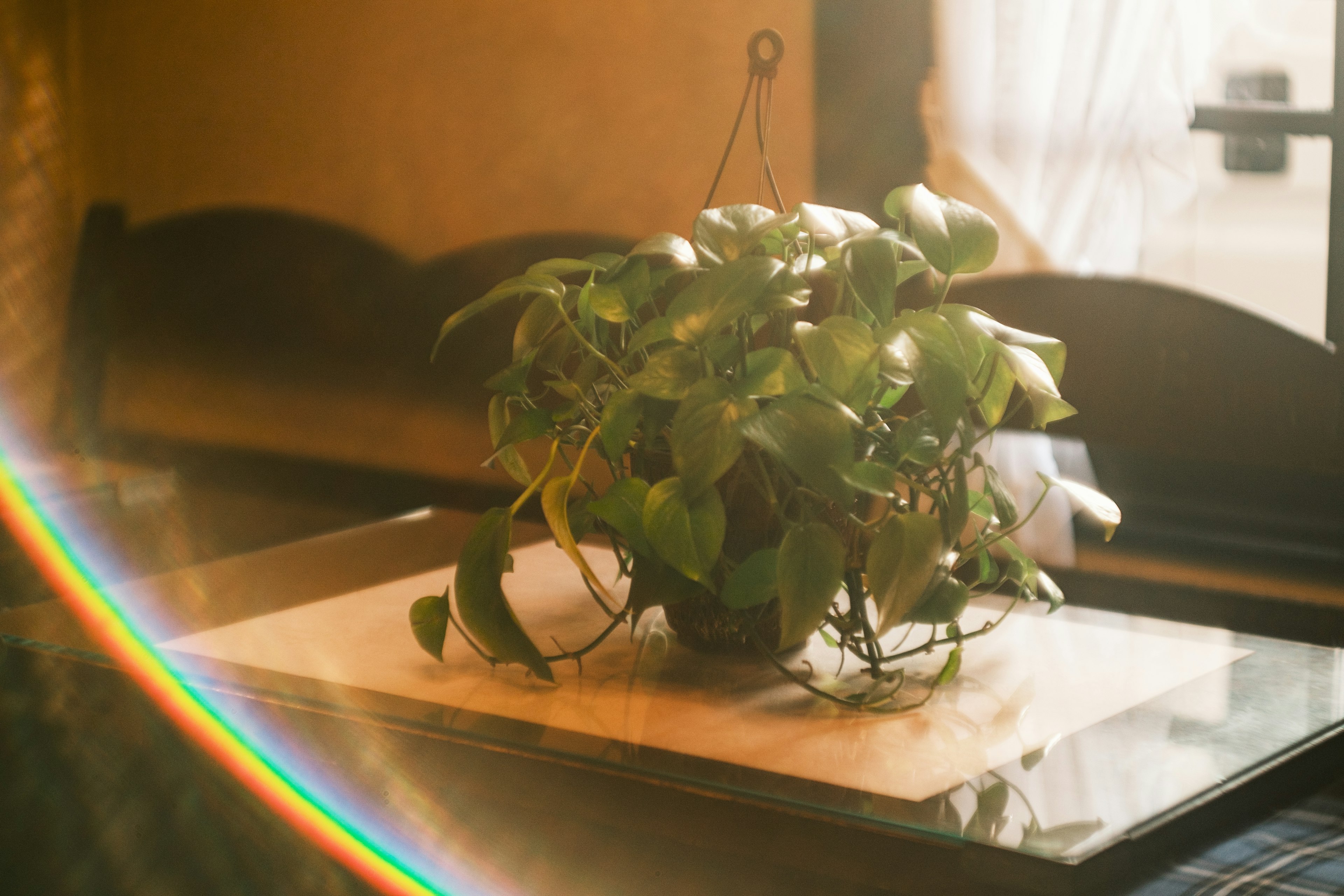 Una pianta in vaso su un tavolo con la luce del sole che crea un effetto arcobaleno