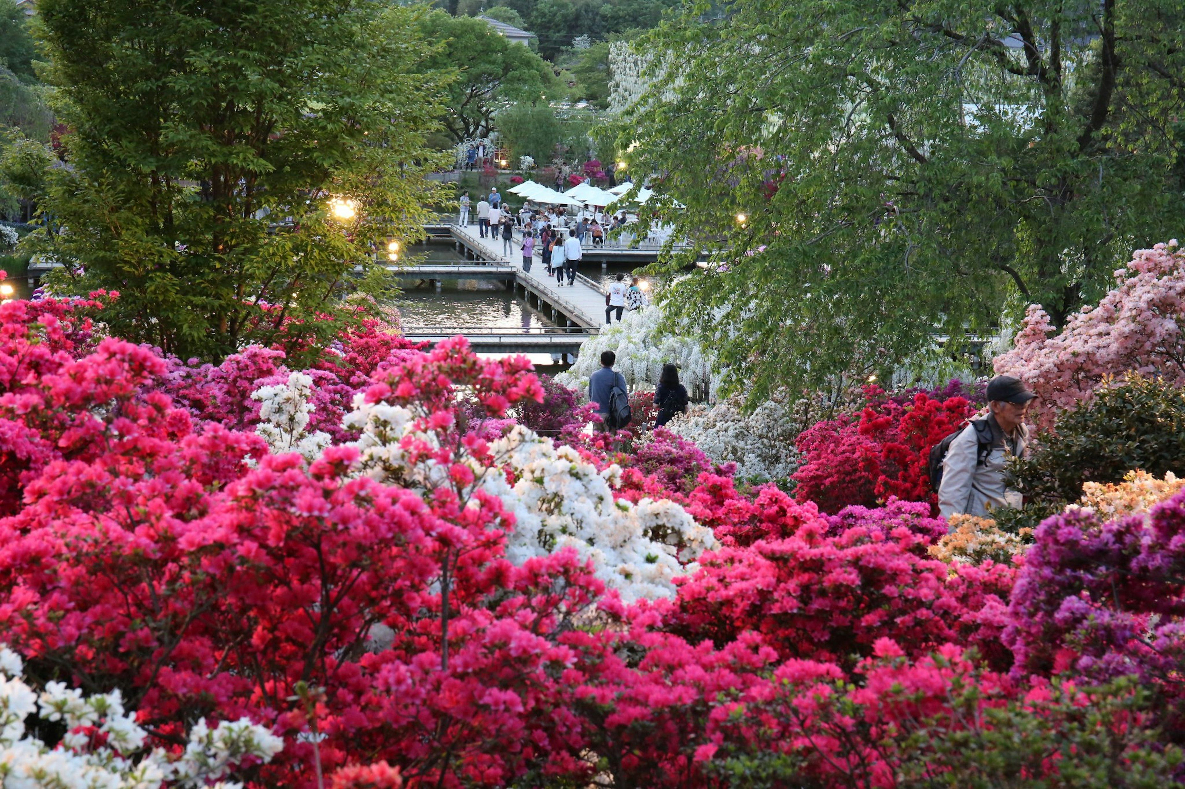 Azalea berwarna-warni di taman yang indah