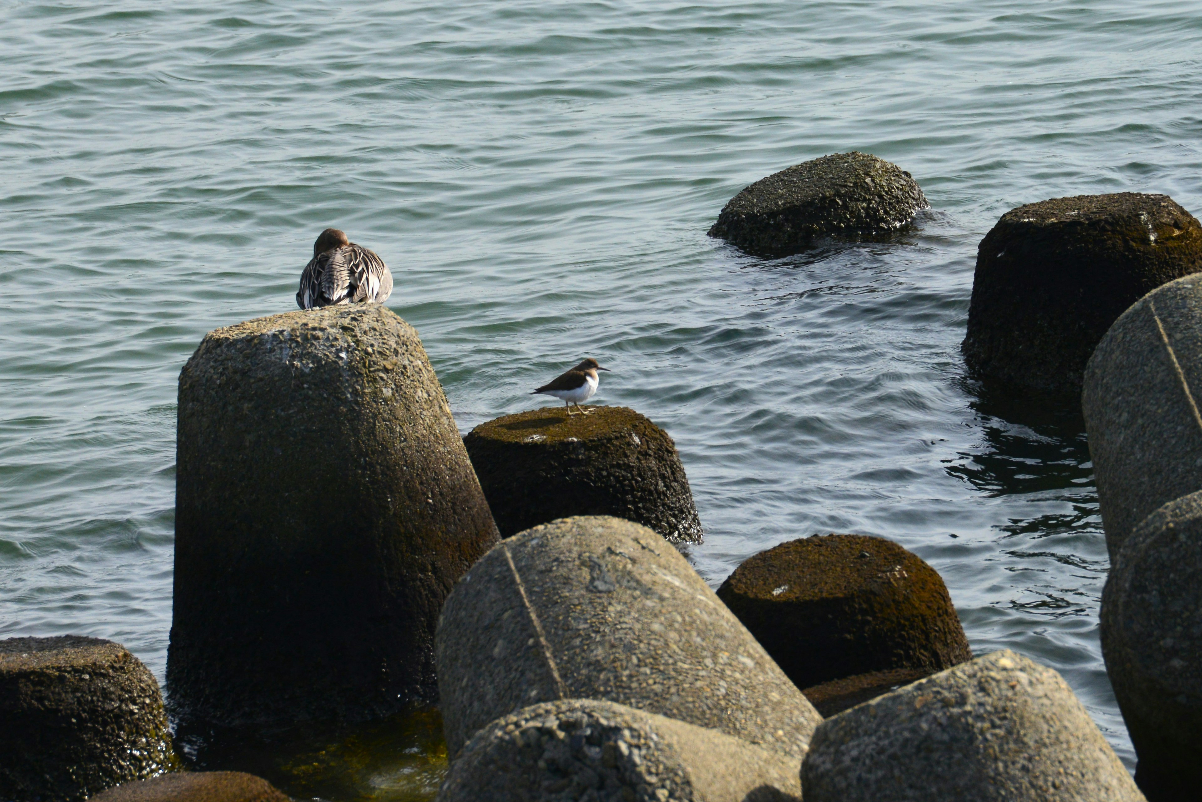 海の上のコンクリート構造物に止まる鳥