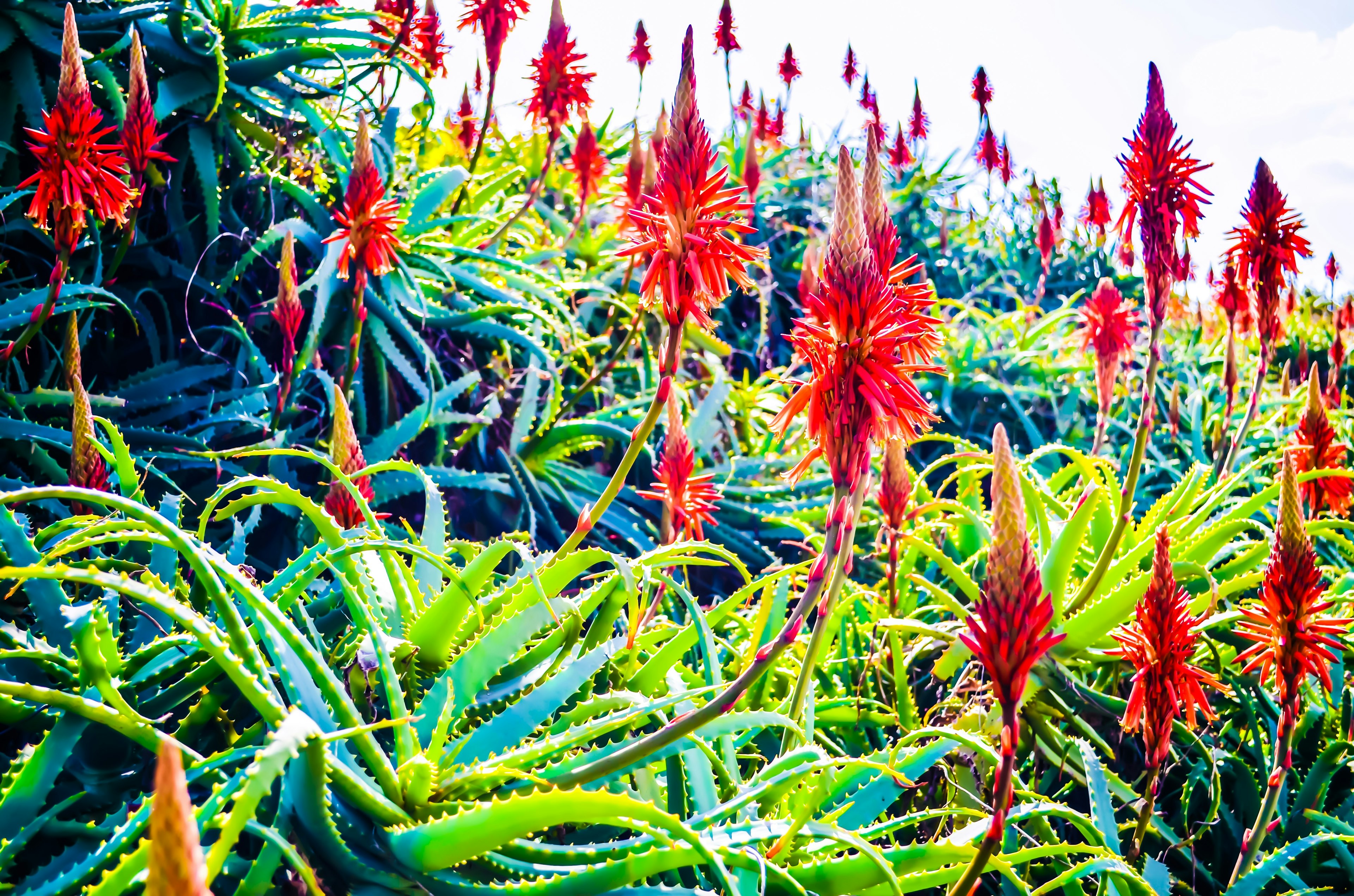 Fiori rossi vibranti su un gruppo di piante di aloe