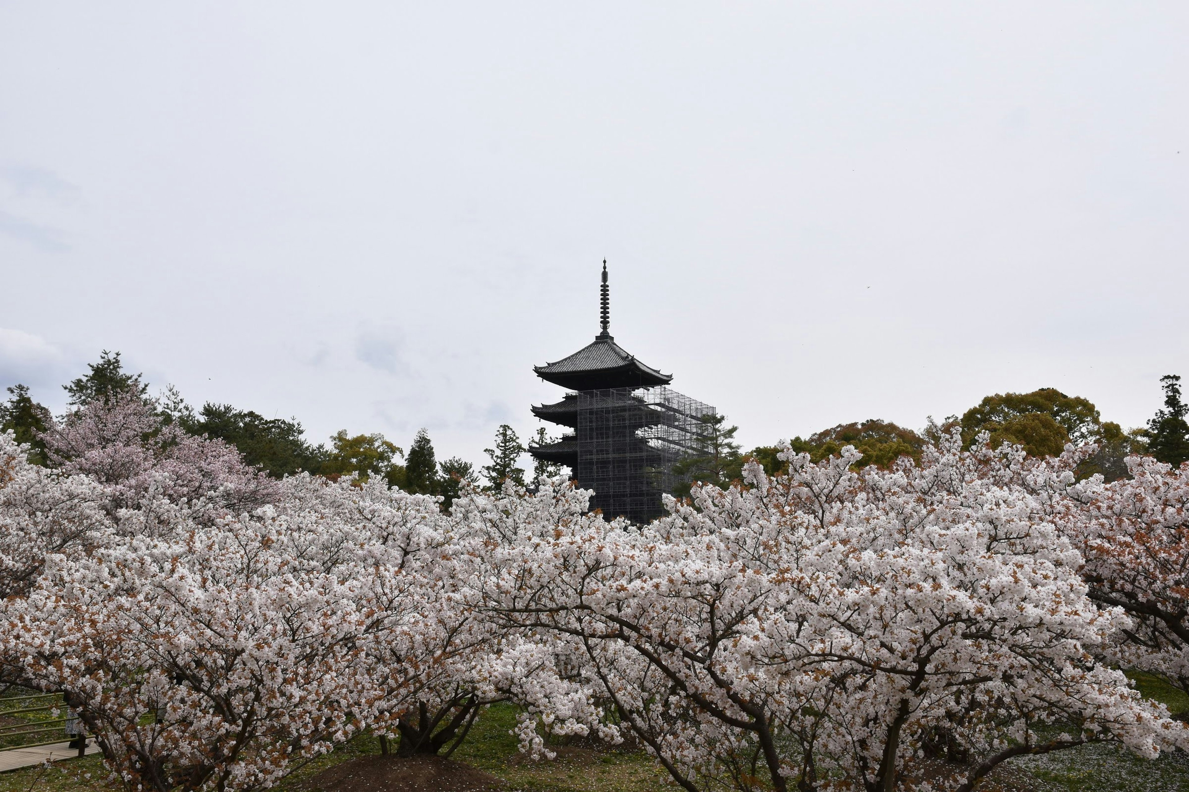 桜の木々と五重塔の風景