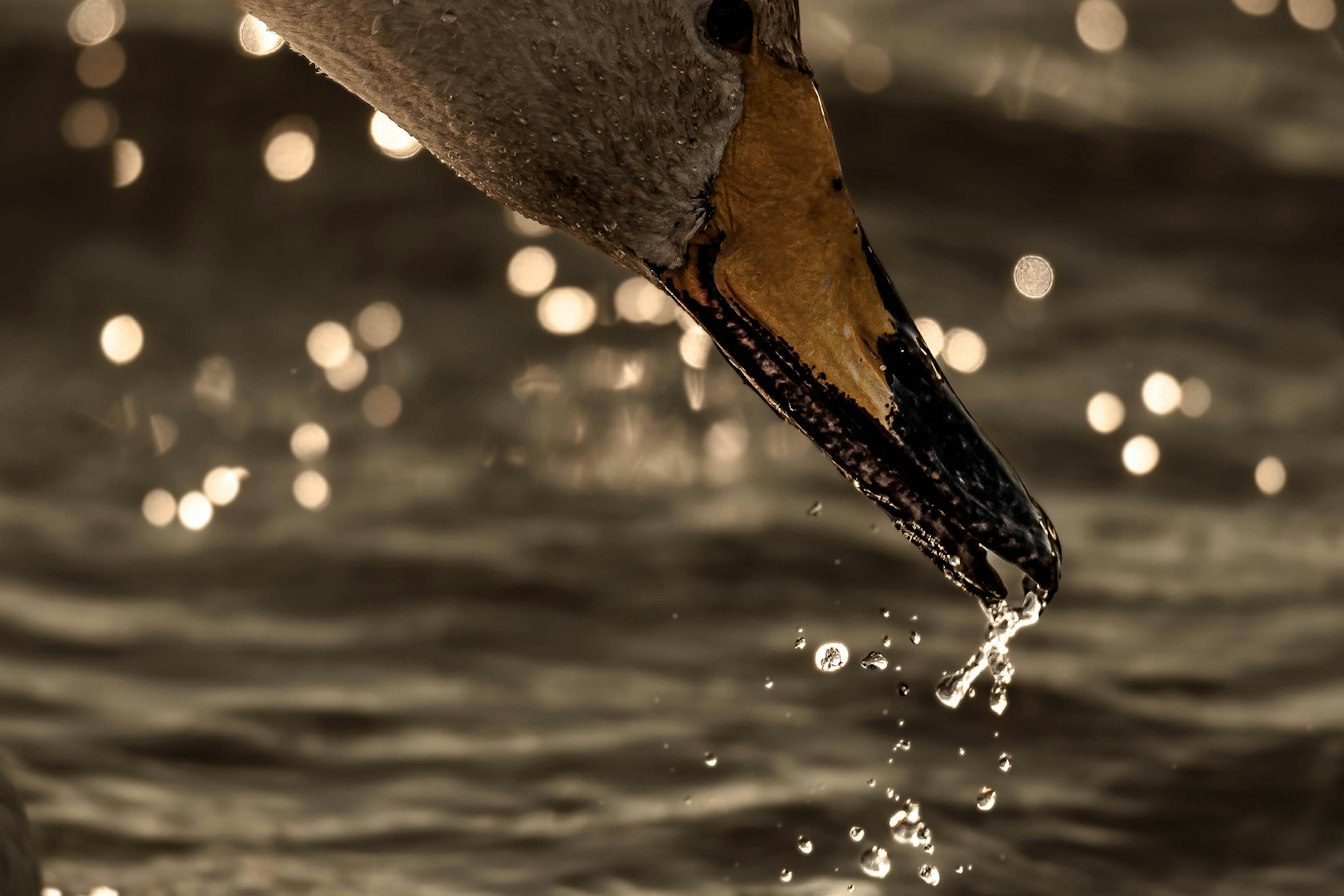 Primer plano del pico de un cisne goteando agua sobre una superficie brillante