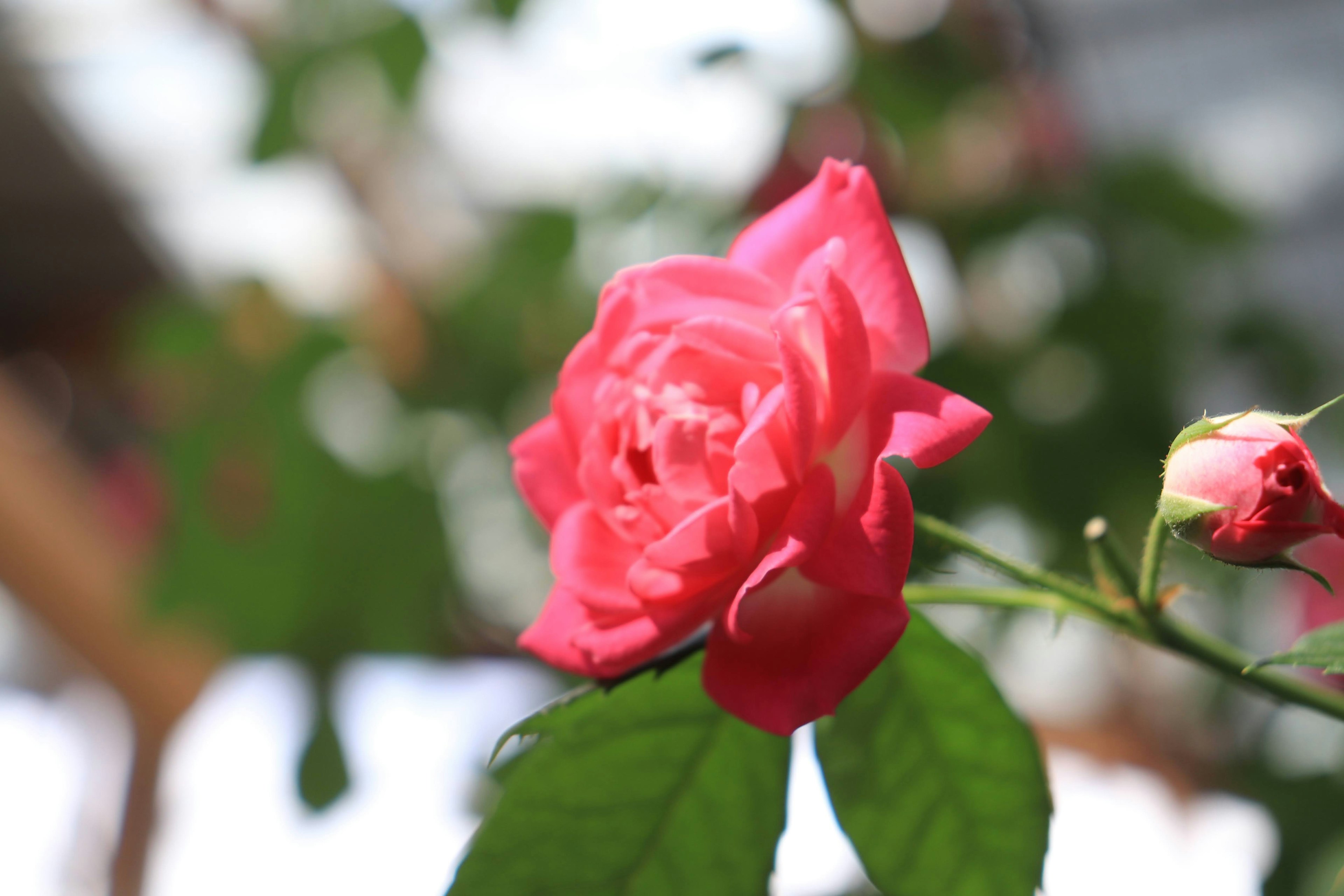 Bunga mawar pink cerah dengan daun hijau