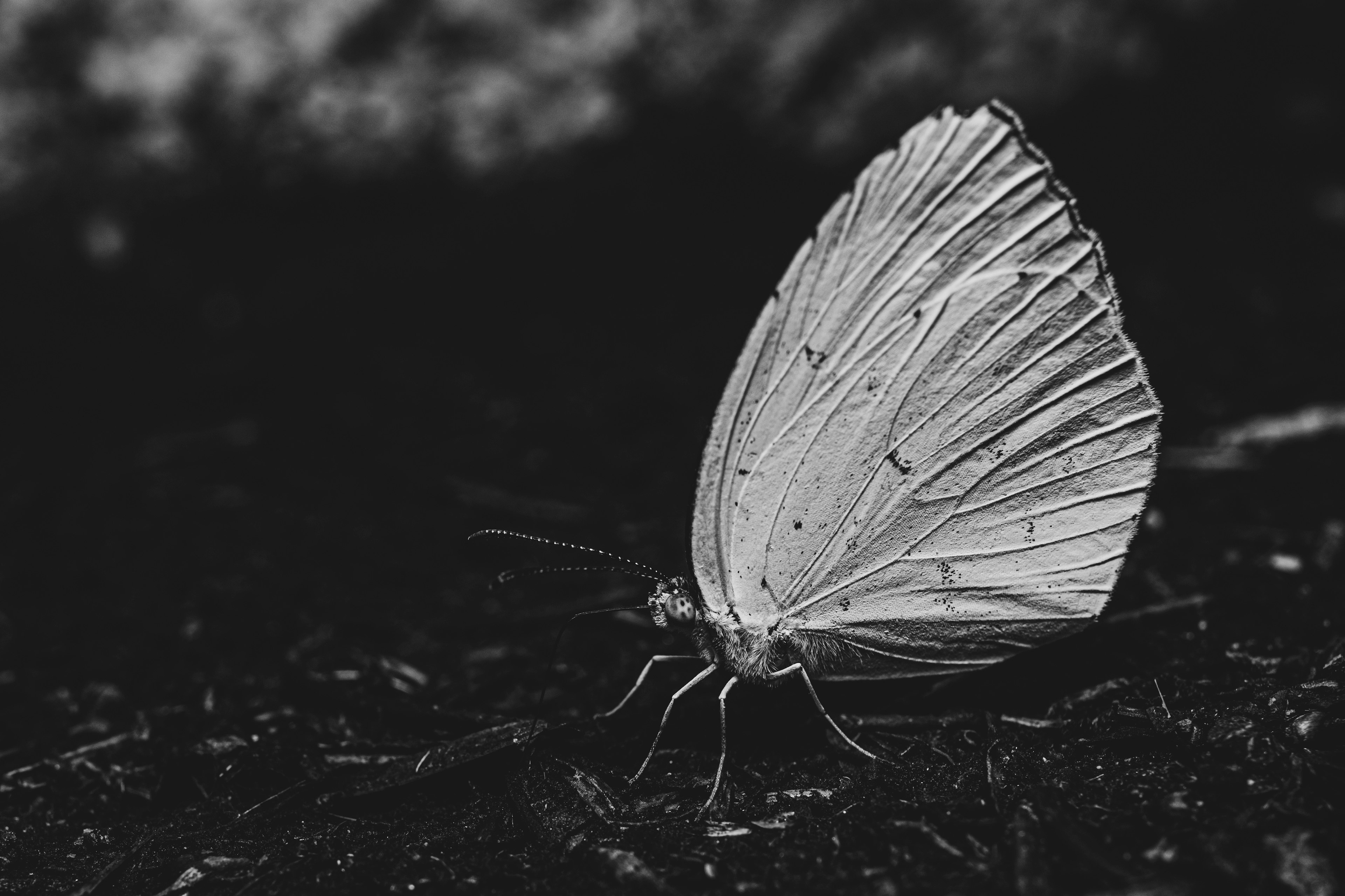 Ein weißer Schmetterling, der auf einer dunklen Oberfläche ruht