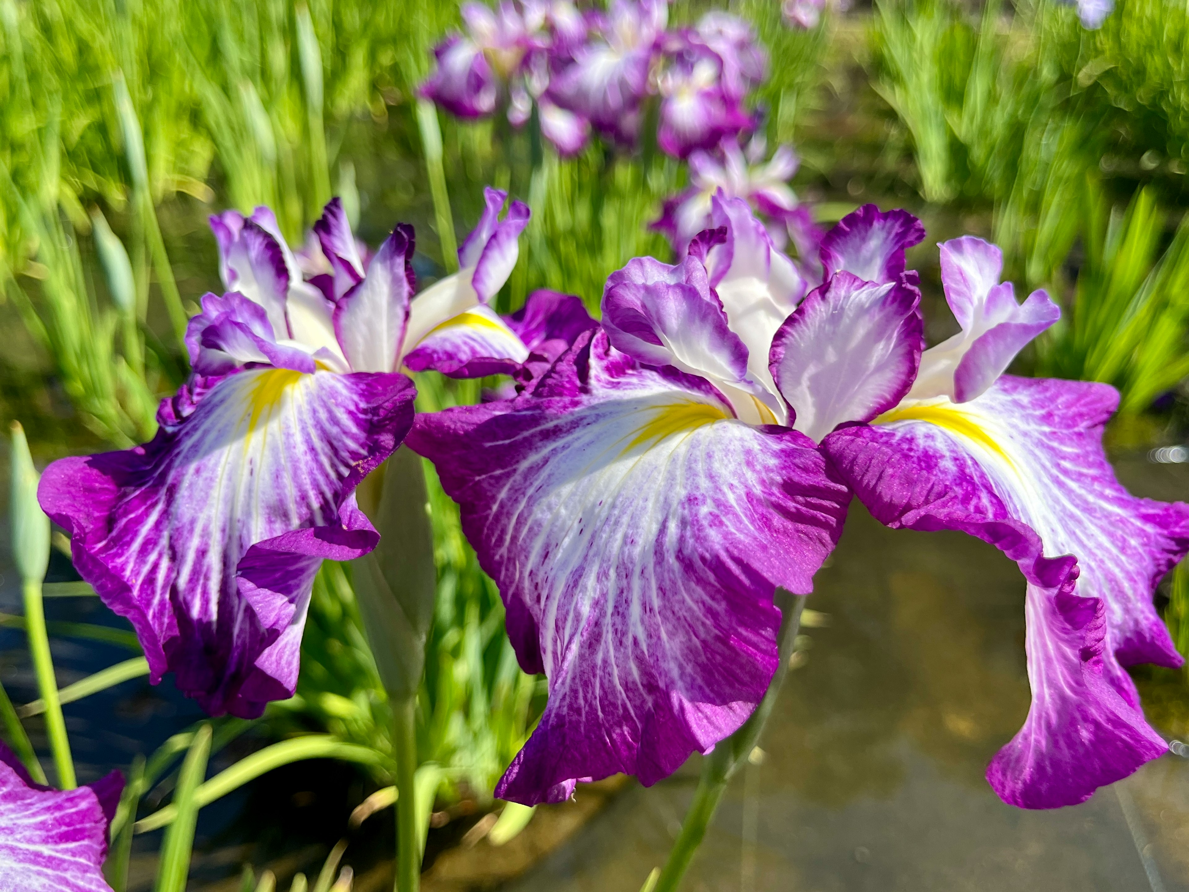 紫色と白の美しいアイリスの花が咲いている