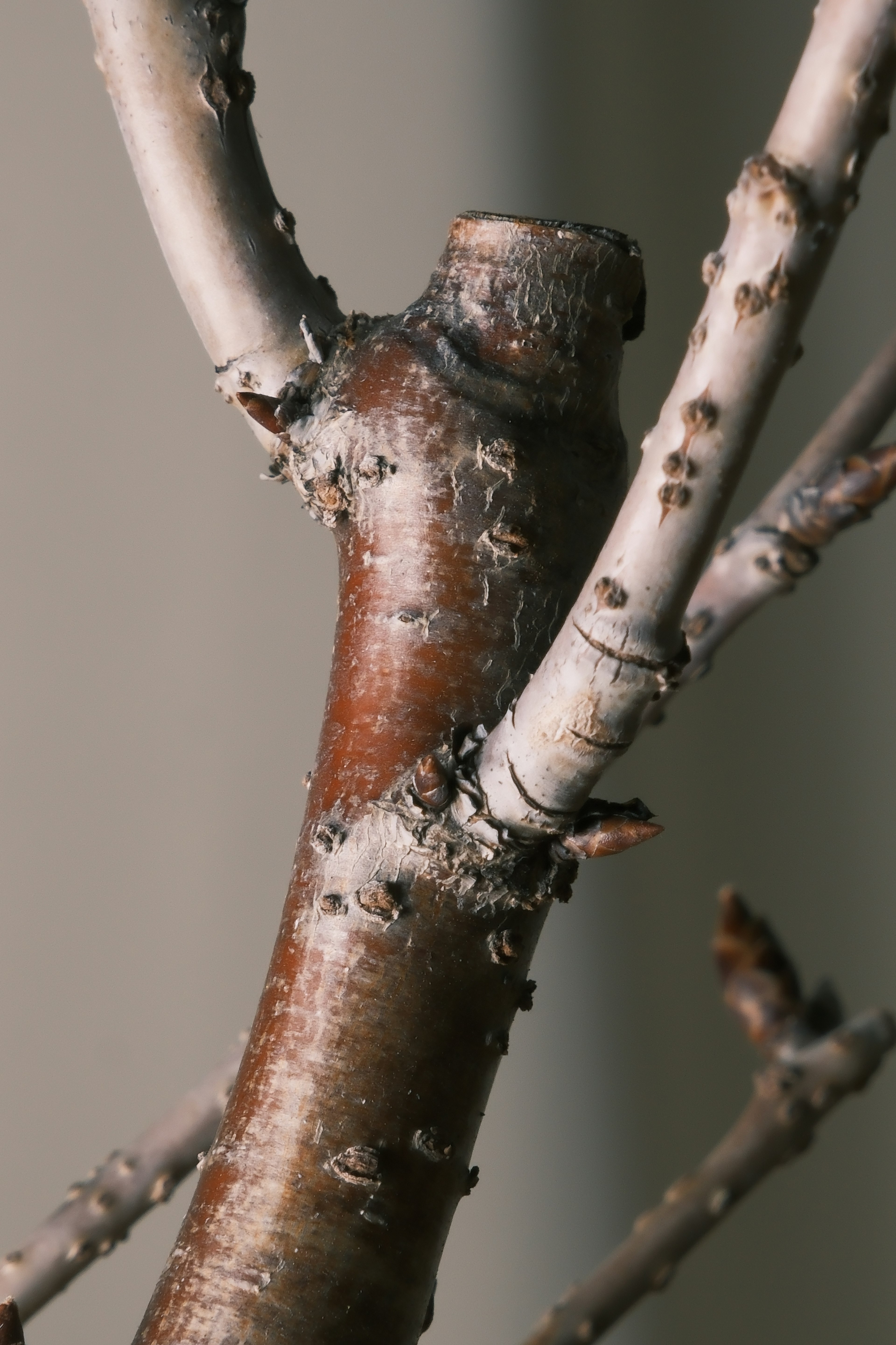 Close-up of a tree trunk and branches