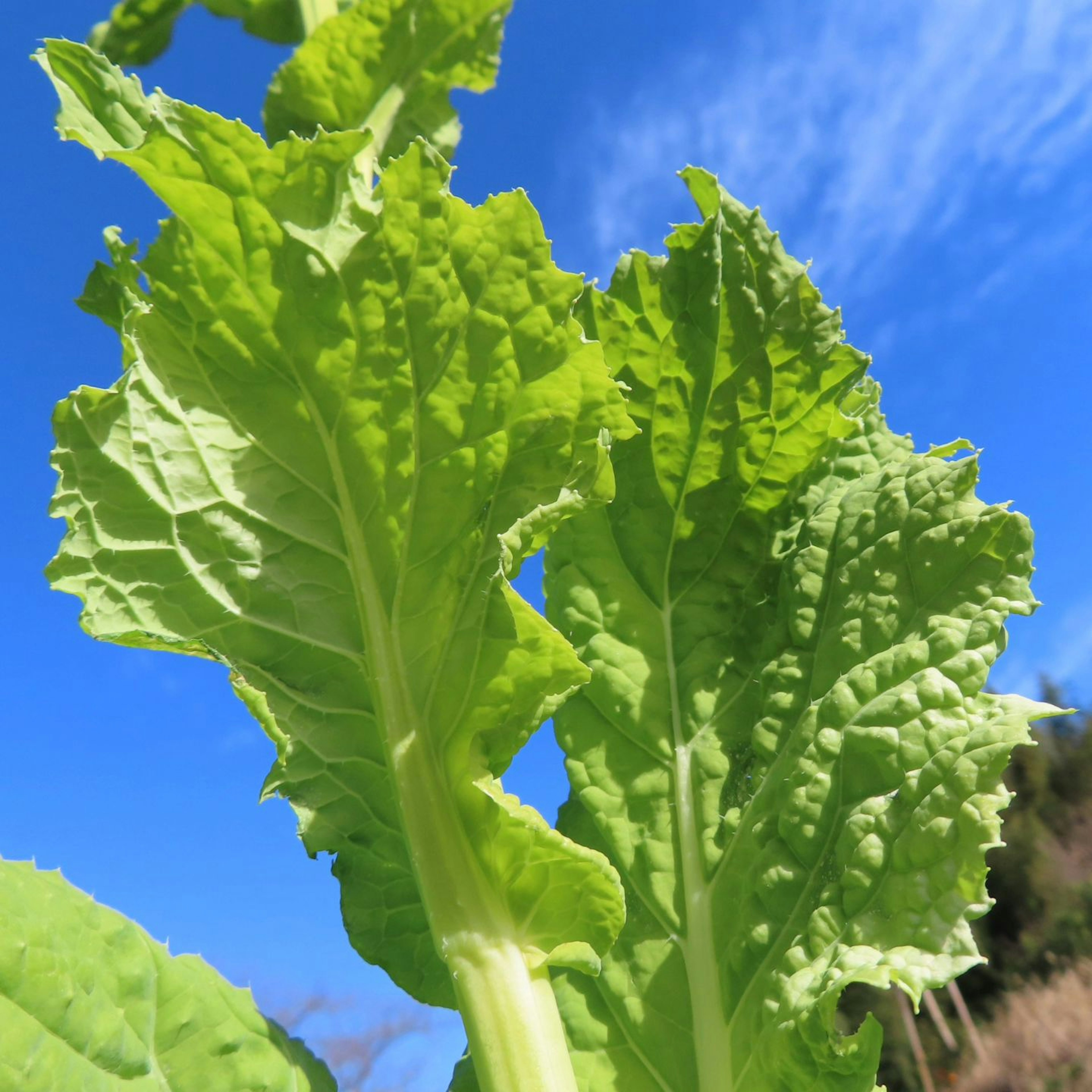 Vibrant green leaves standing under a blue sky