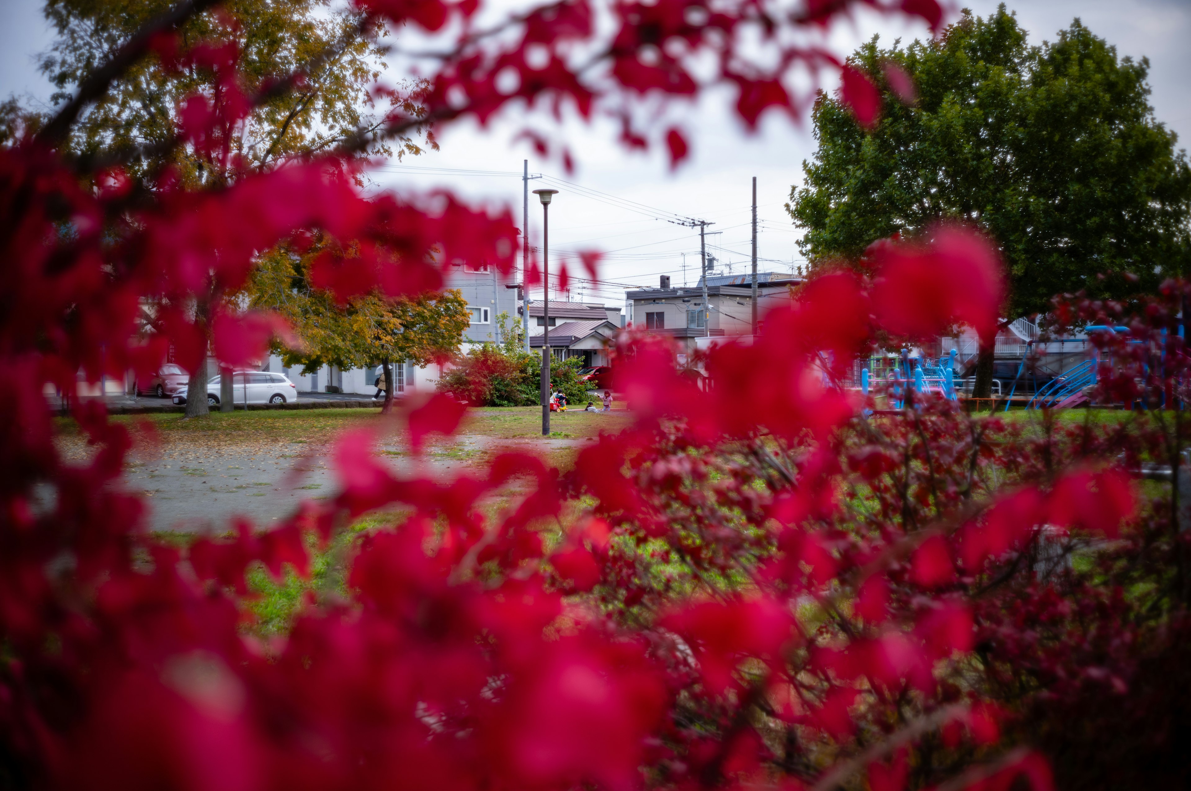 A park scene framed by vibrant red foliage with people walking