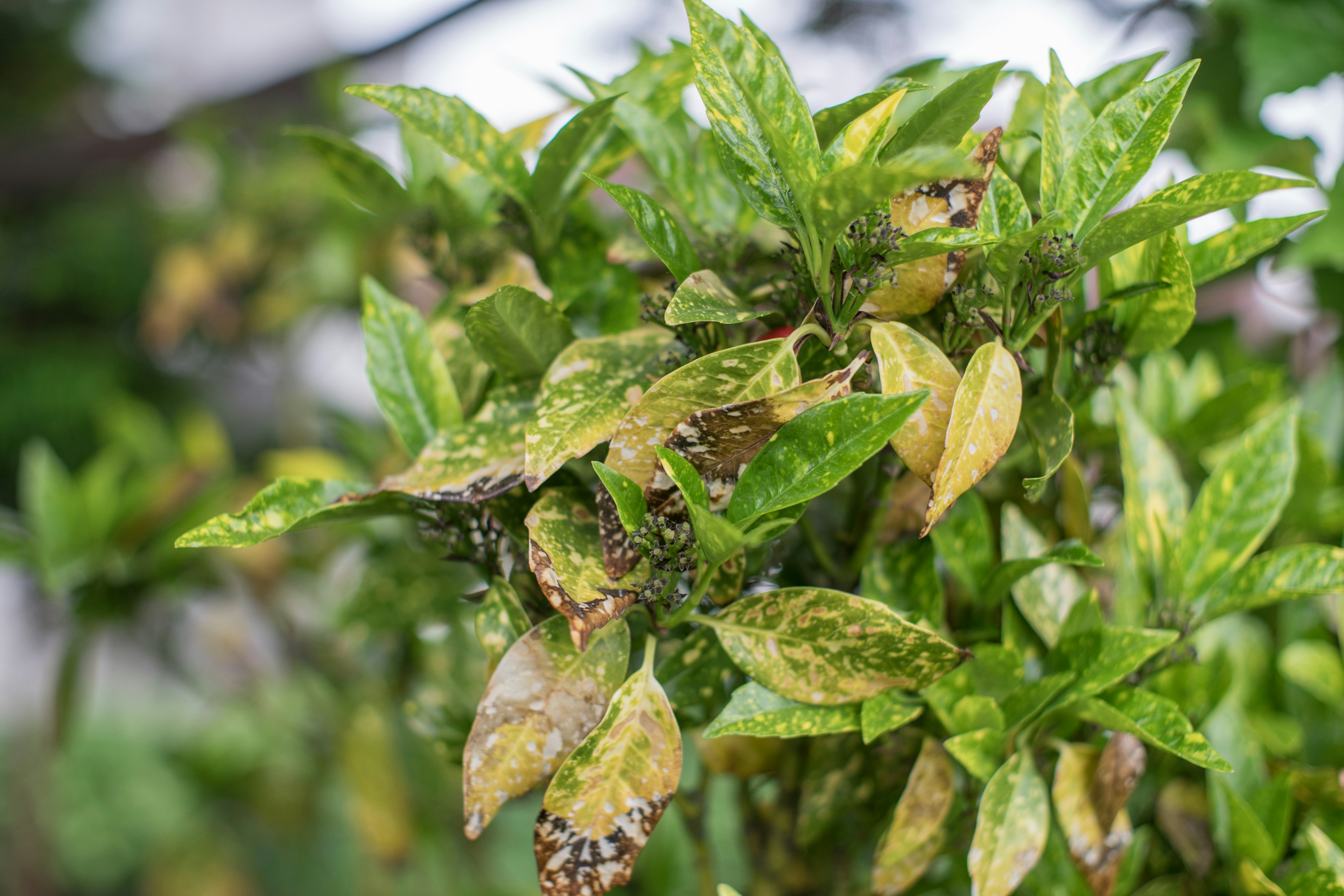 Gambar close-up tanaman dengan daun hijau dan kuning