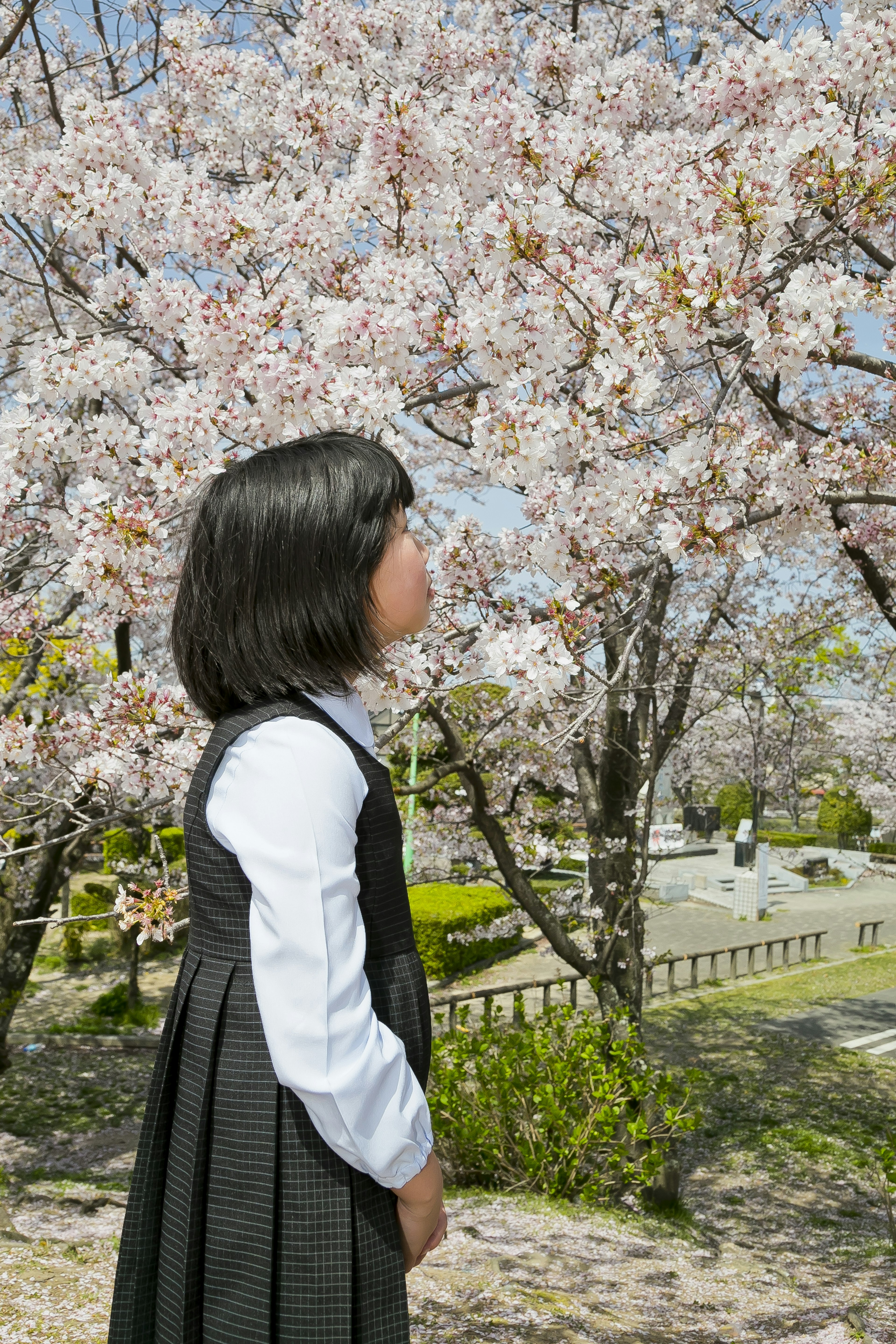 Profil d'une fille se tenant devant un cerisier en fleurs