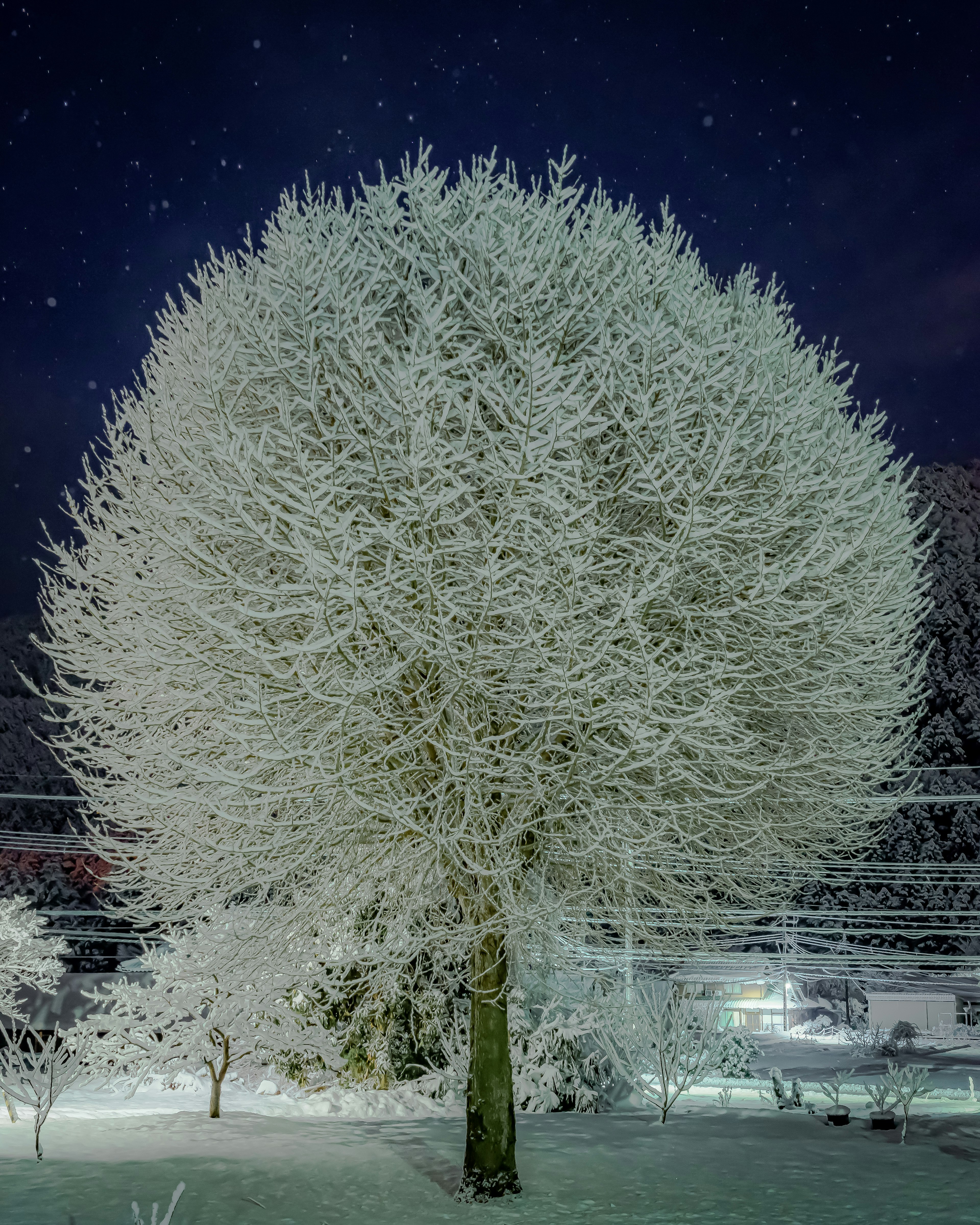 Grande albero coperto di neve con cielo stellato