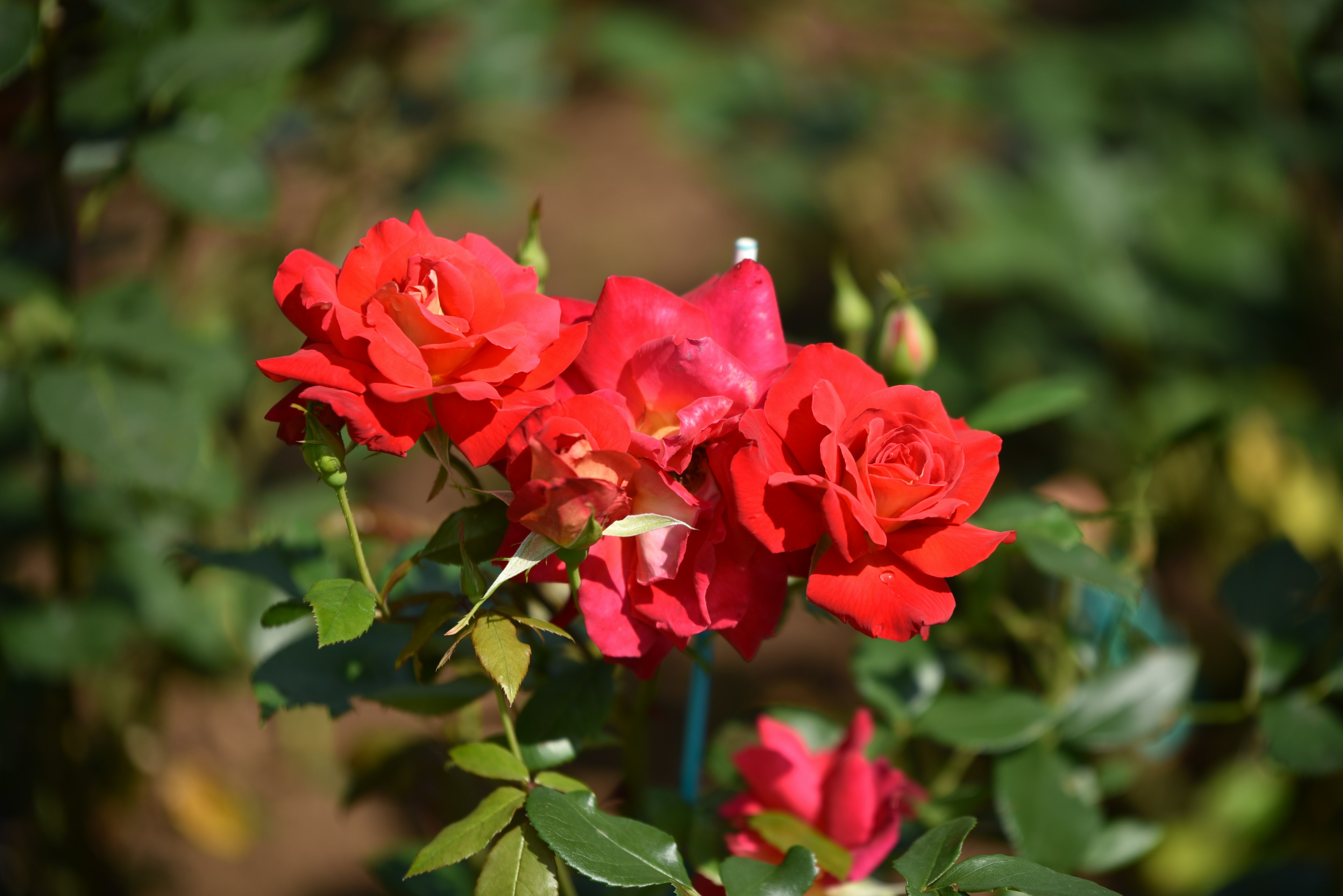 Vibrant red roses blooming with green leaves