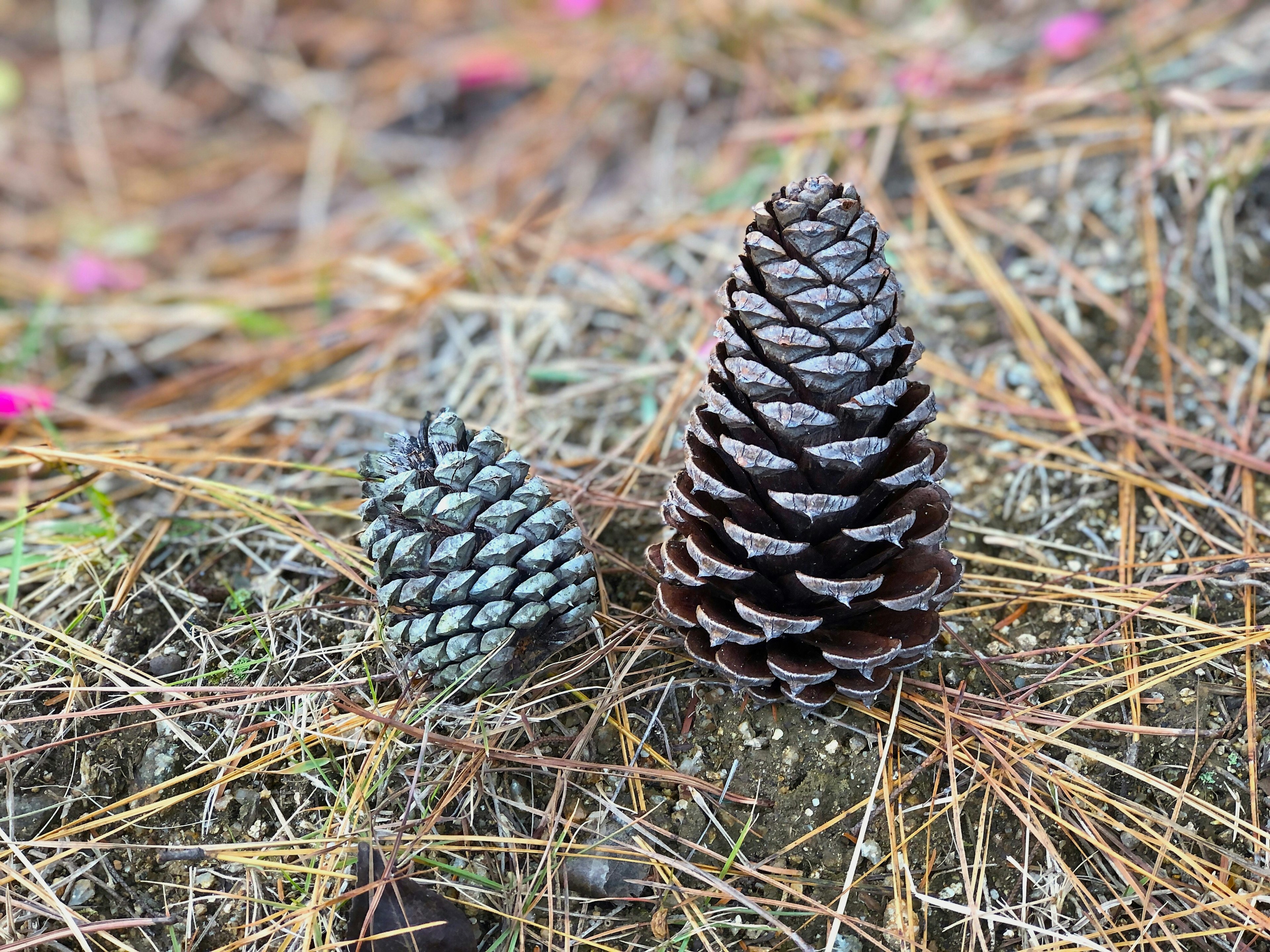 Dua buah kerucut pinus di atas lapisan jarum pinus