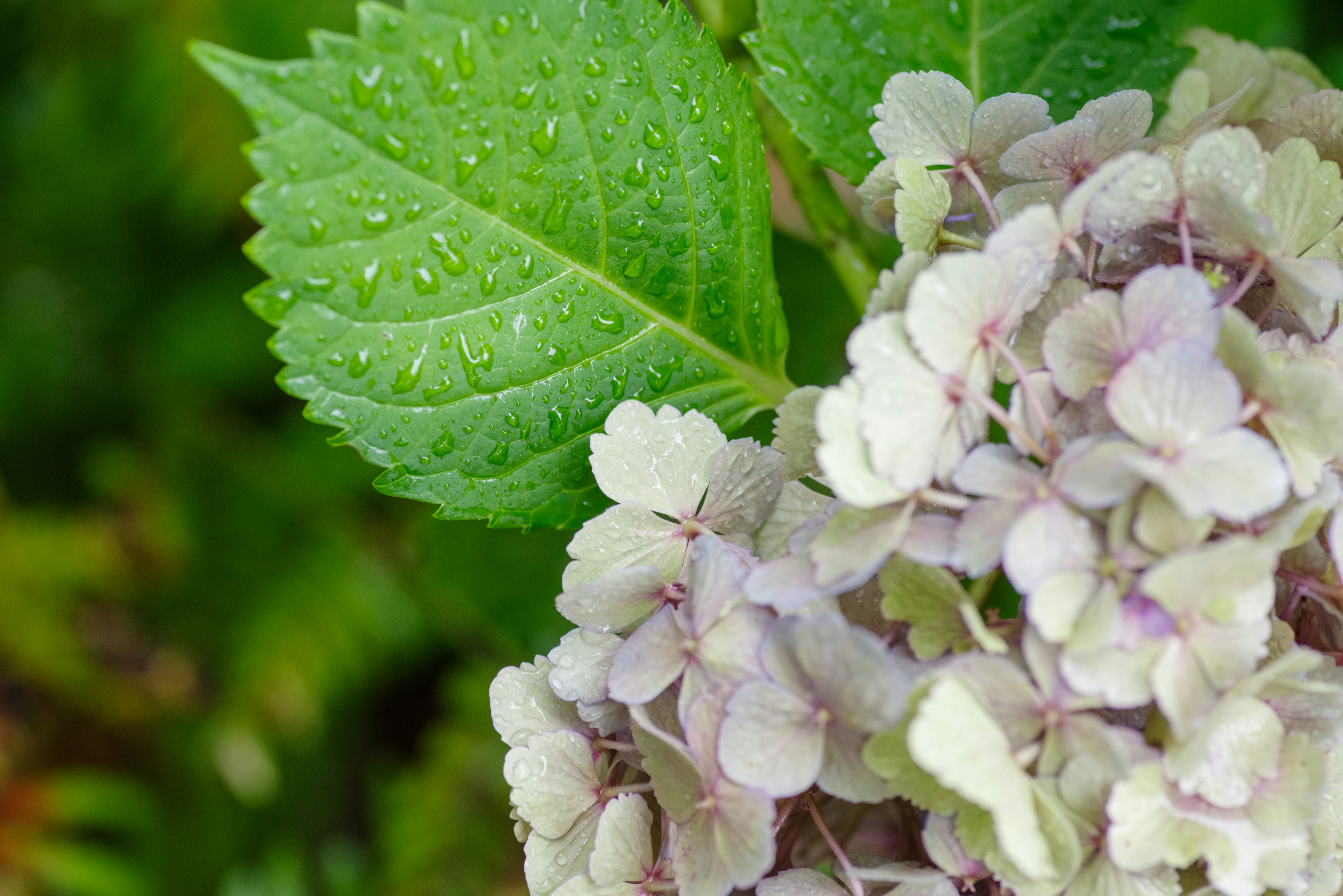 Daun hijau dengan tetesan air dan bunga hydrangea pucat