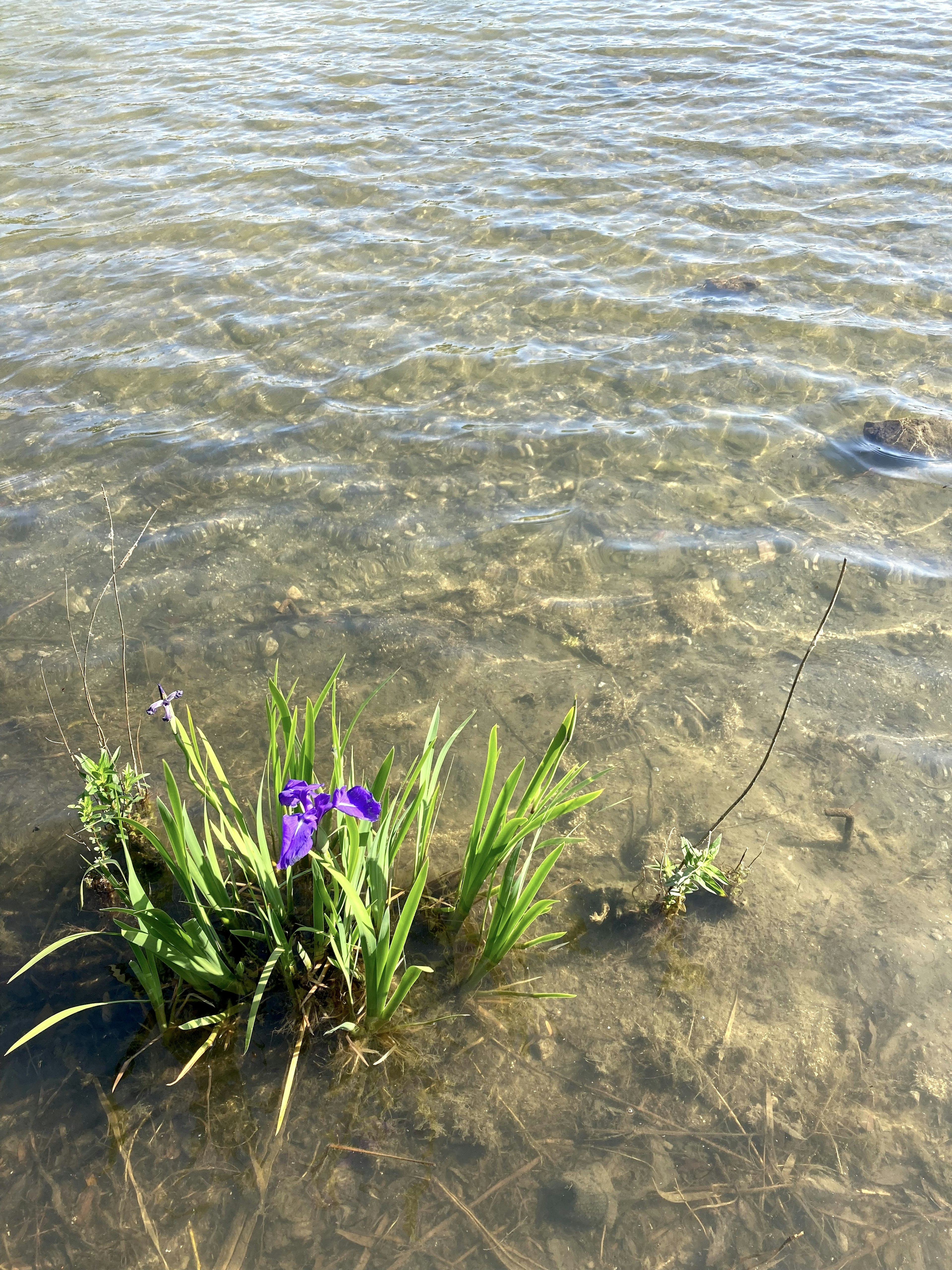 Fleur violette et herbe verte poussant dans l'eau peu profonde