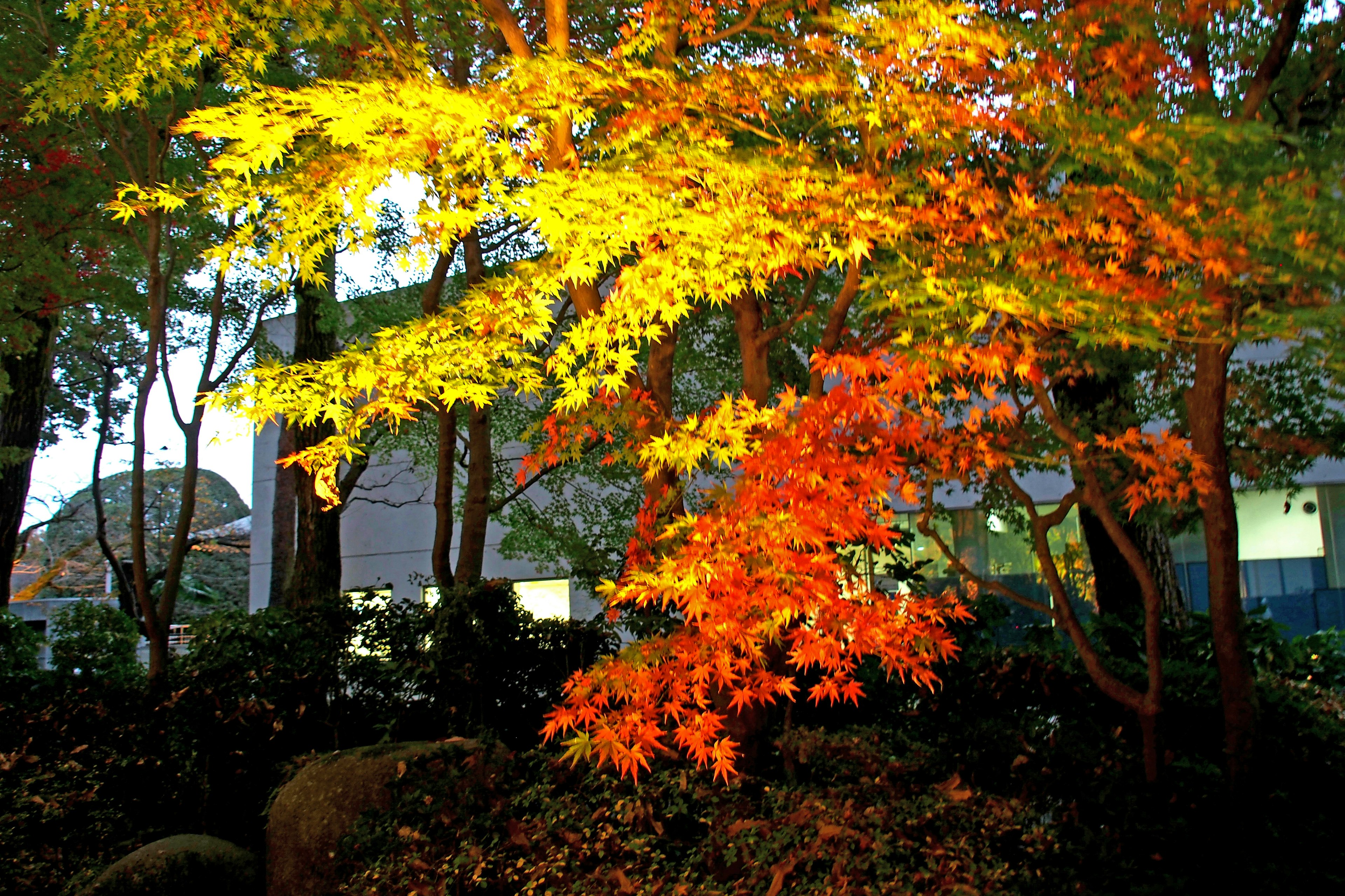 Vibrant autumn leaves in shades of yellow and orange with a building in the background