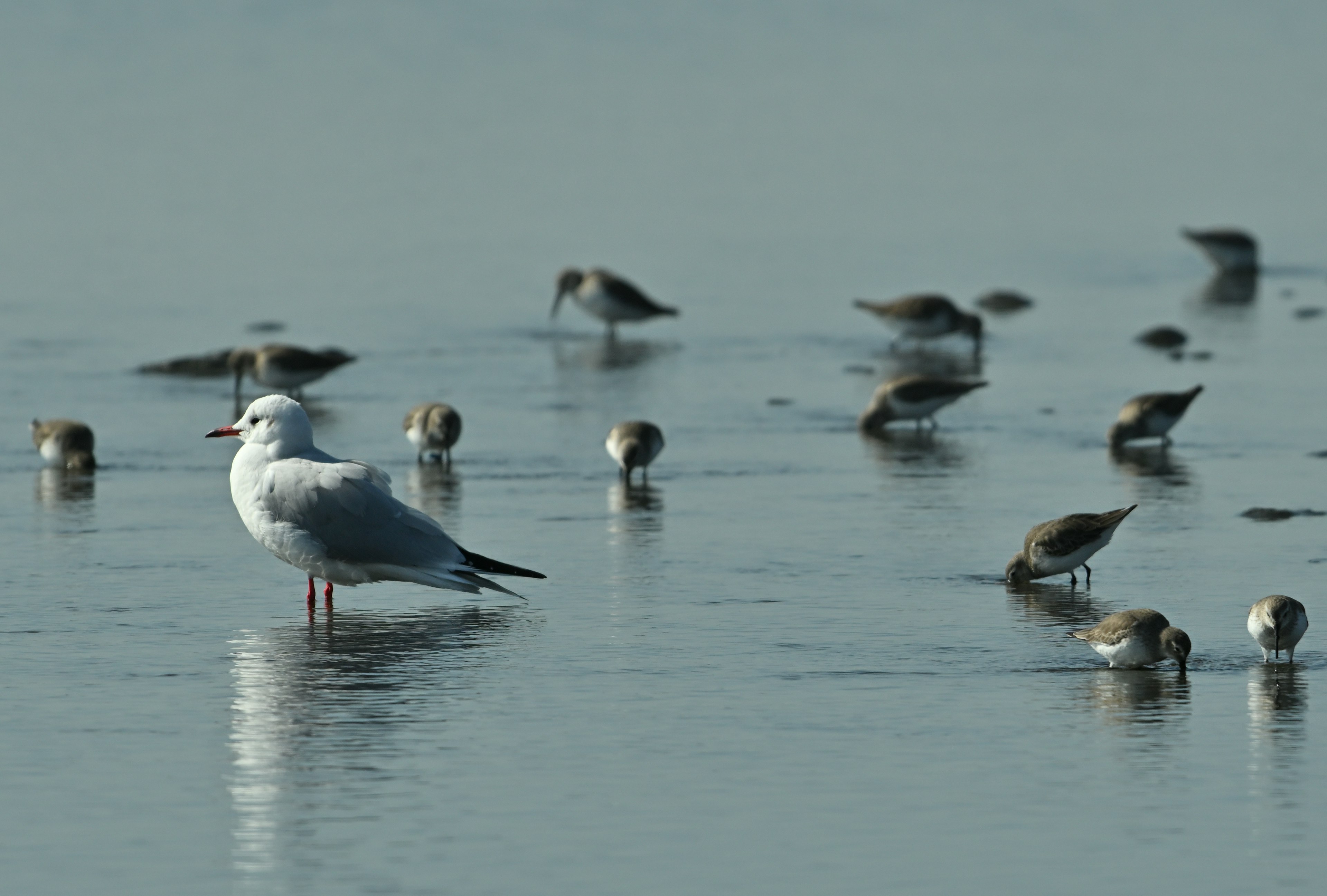 A seagull standing by the calm water with small shorebirds around