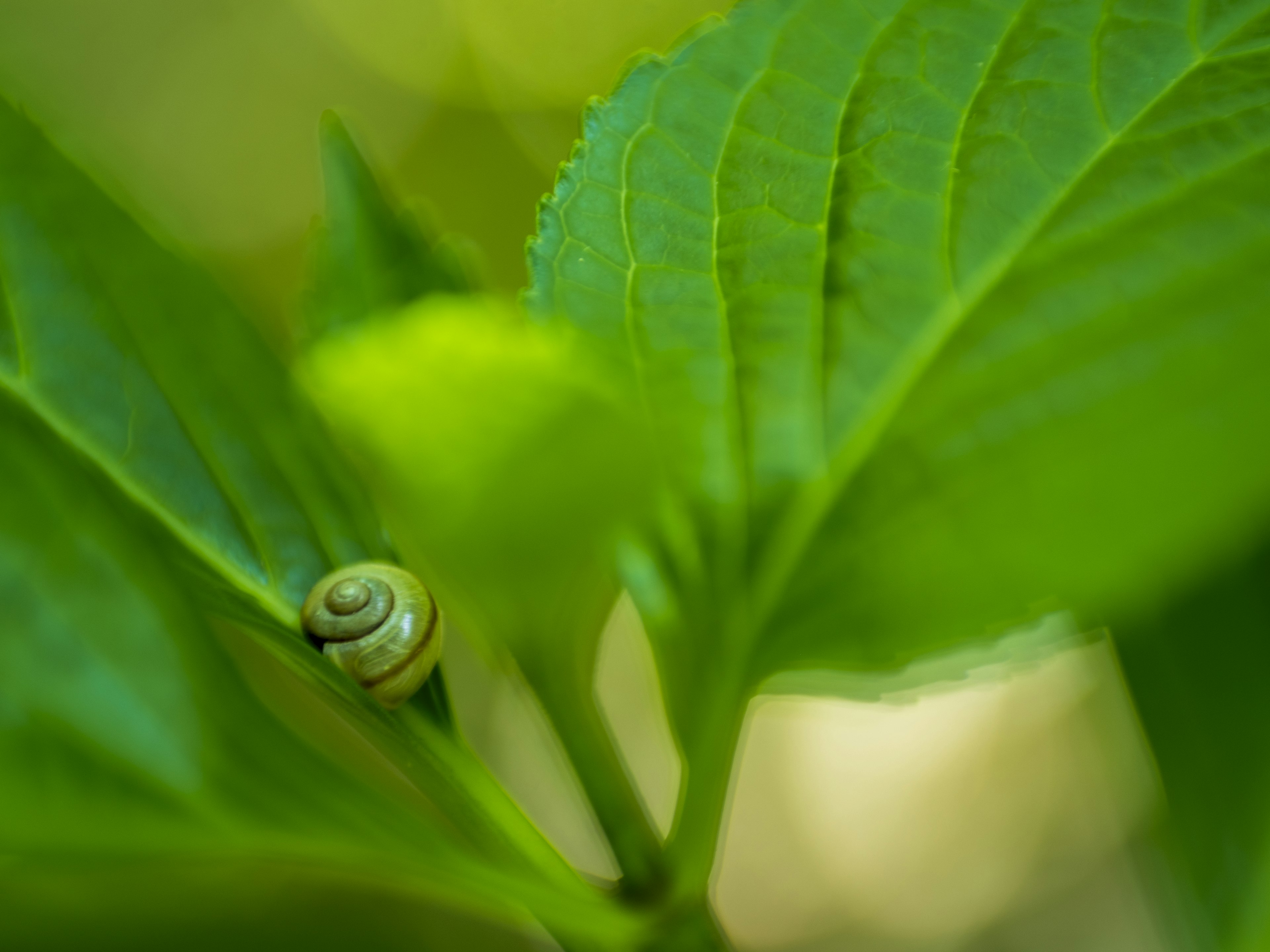 Close-up seekor siput kecil di atas daun hijau