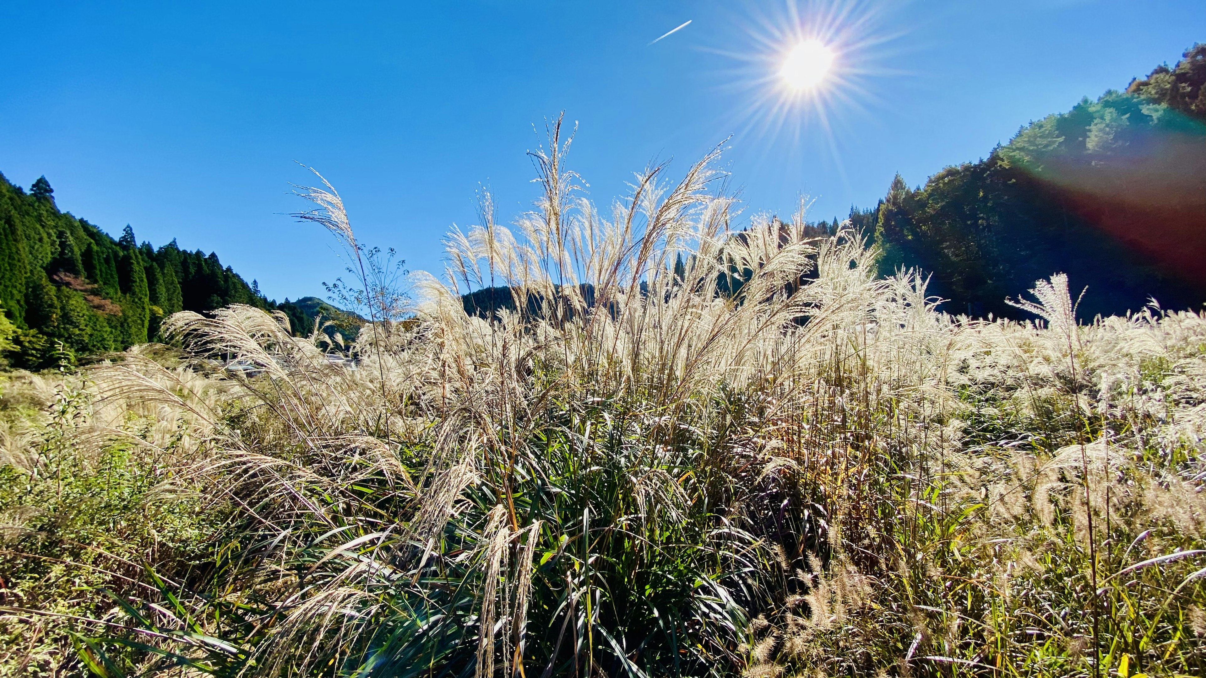 Open field of pampas grass under a blue sky and bright sun