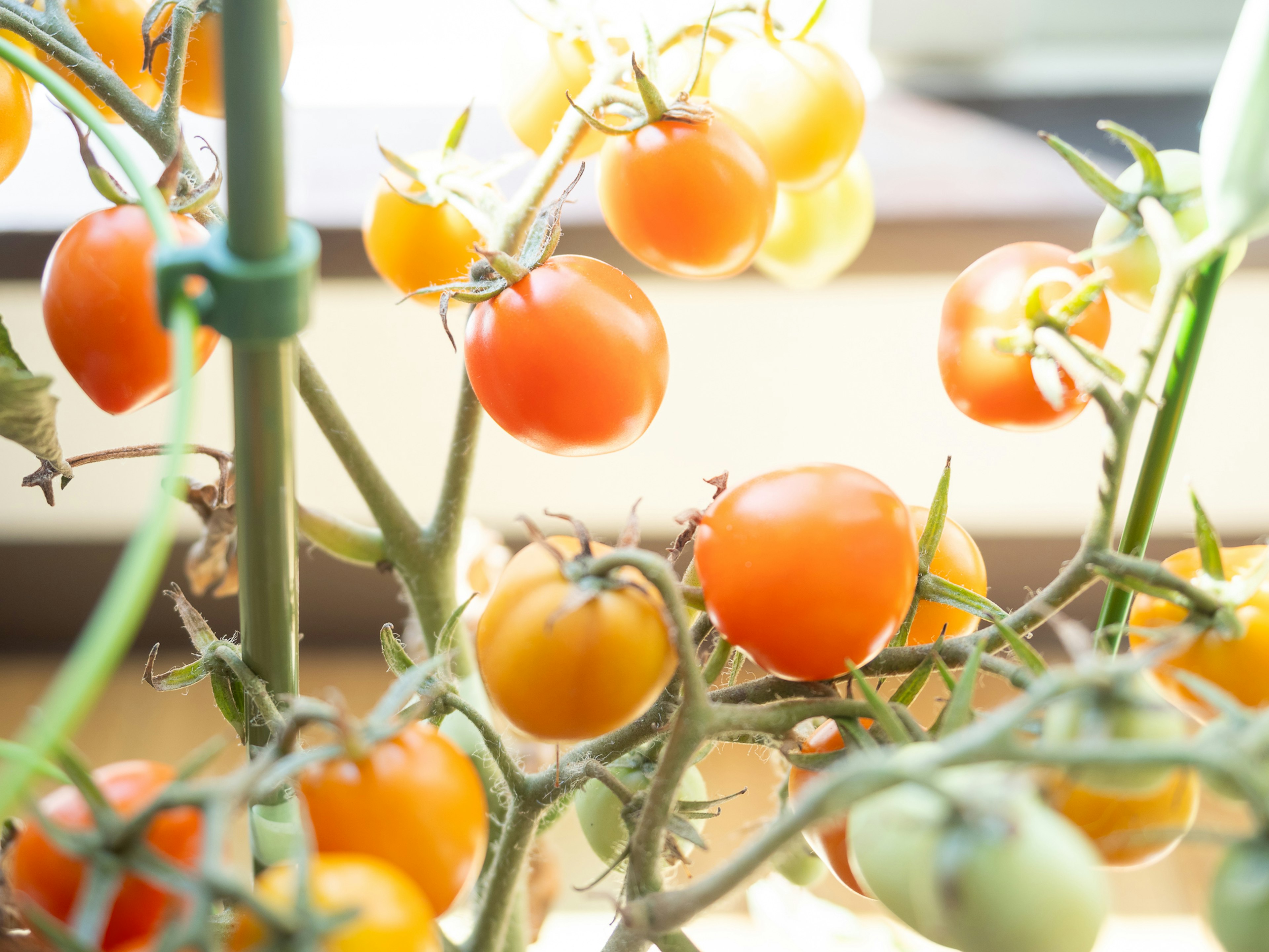 Nahaufnahme von orangefarbenen und gelben Tomaten, die an einer Pflanze wachsen