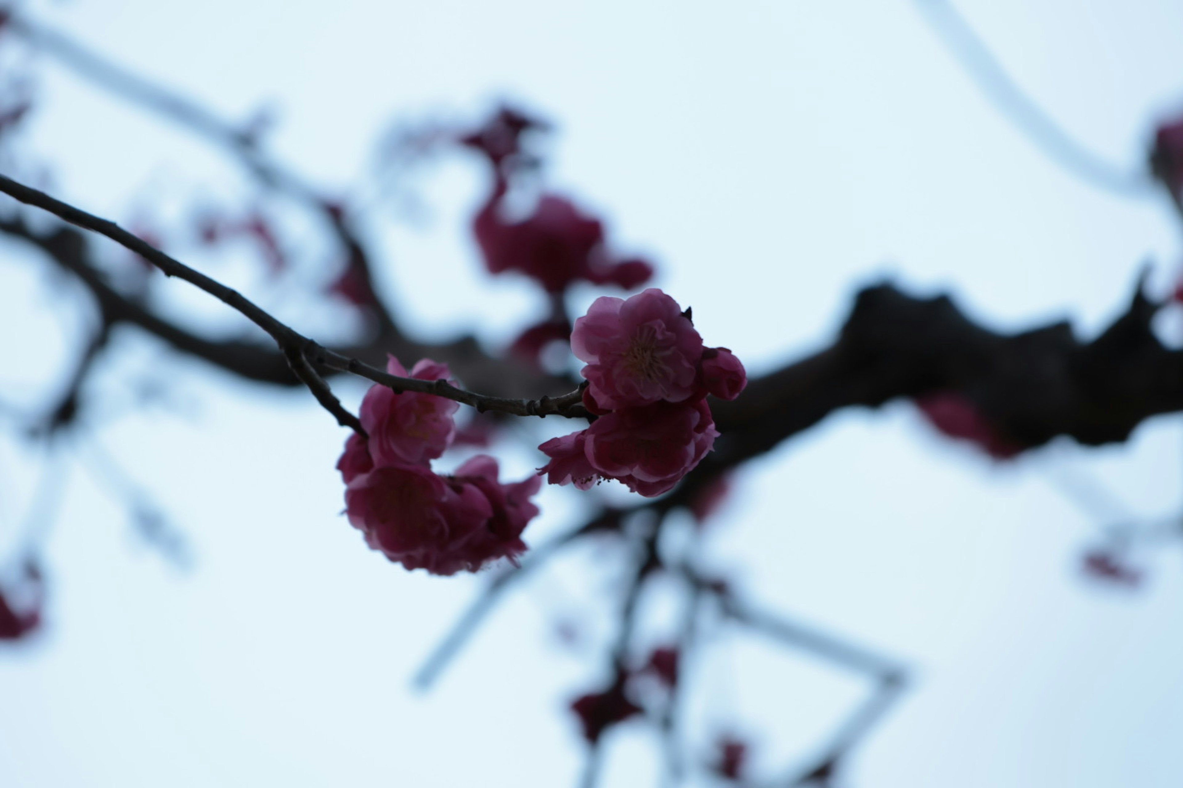 Close-up of cherry blossom flowers on a branch