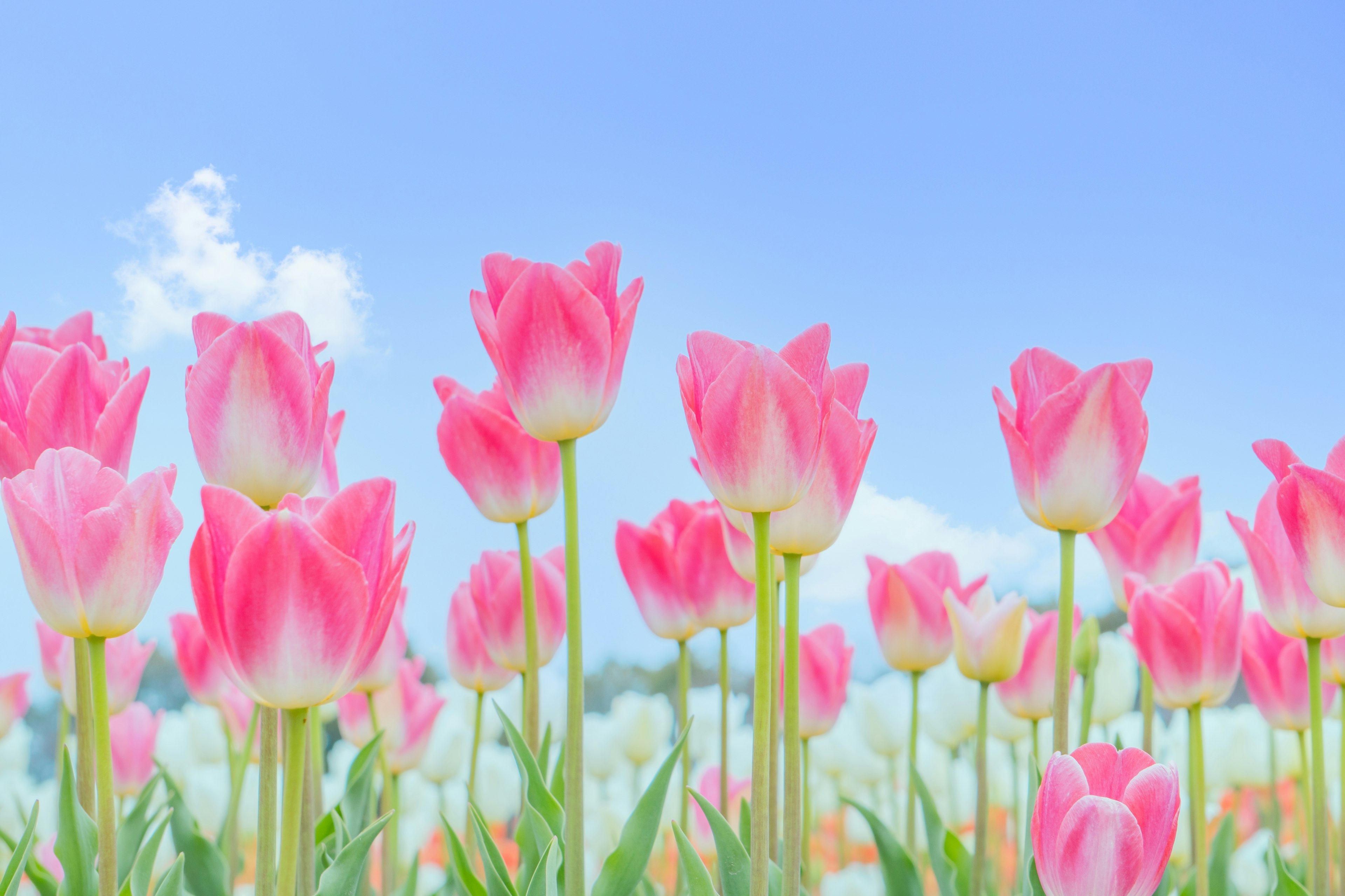 Campo di tulipani rosa che fioriscono sotto un cielo blu chiaro