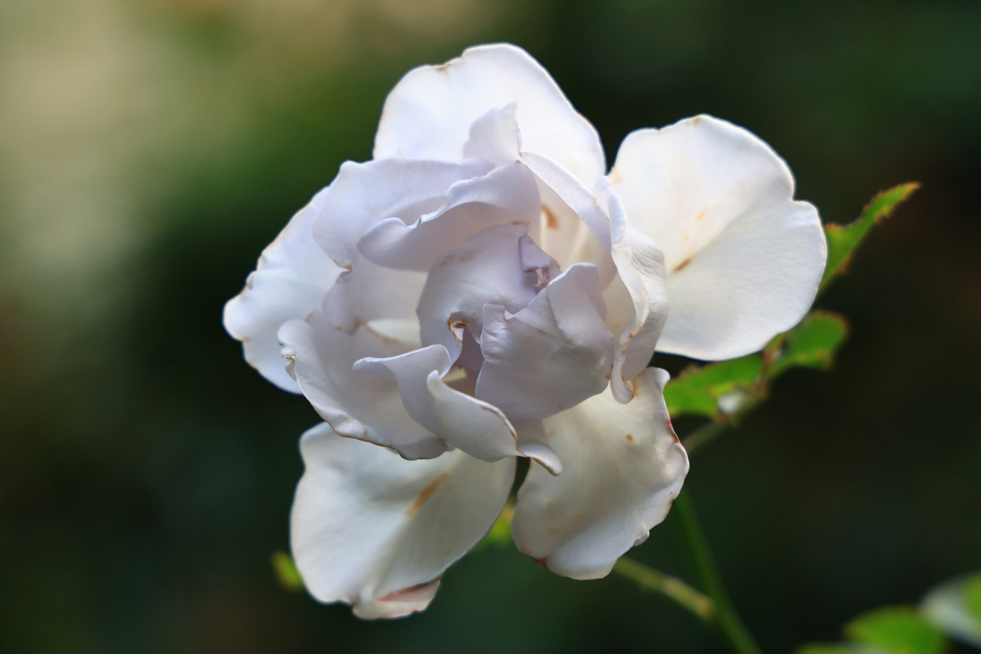 A white rose flower stands out against a green background