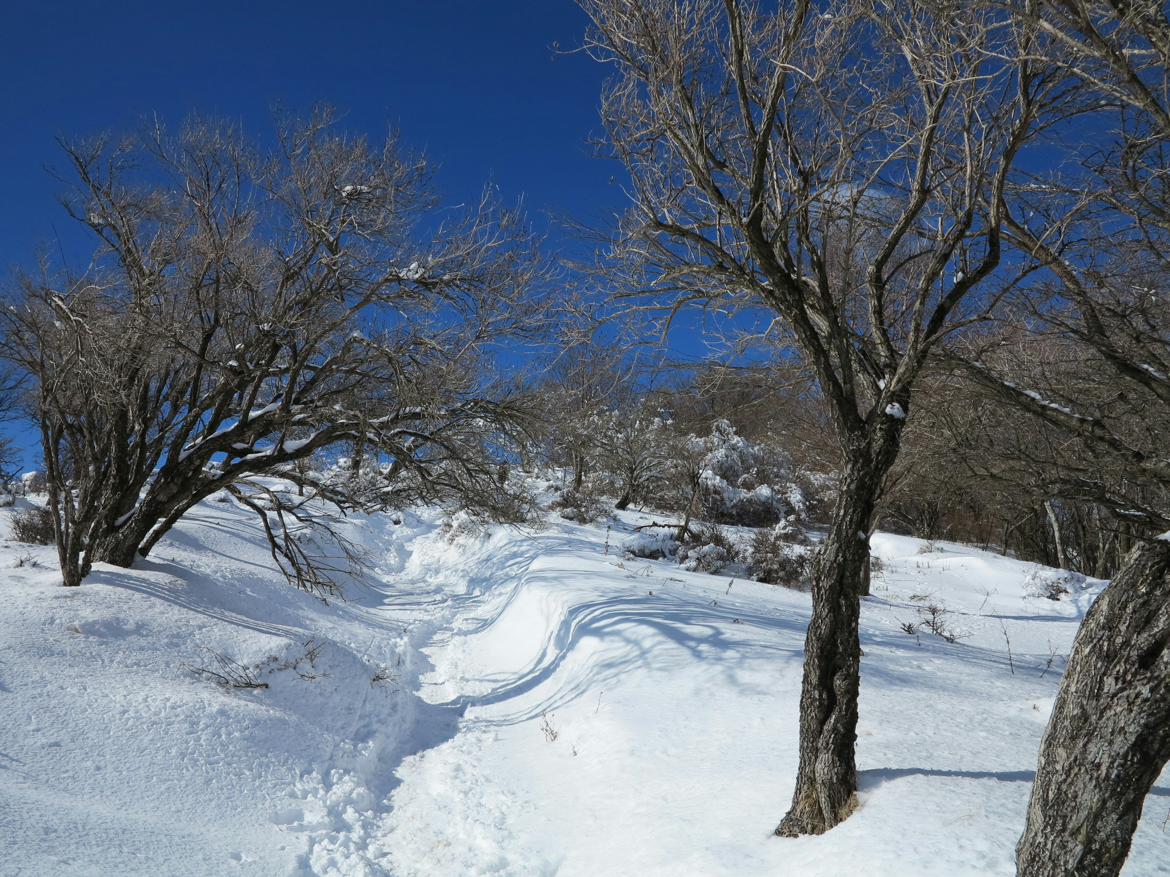 Paisaje invernal con un camino cubierto de nieve y árboles desnudos