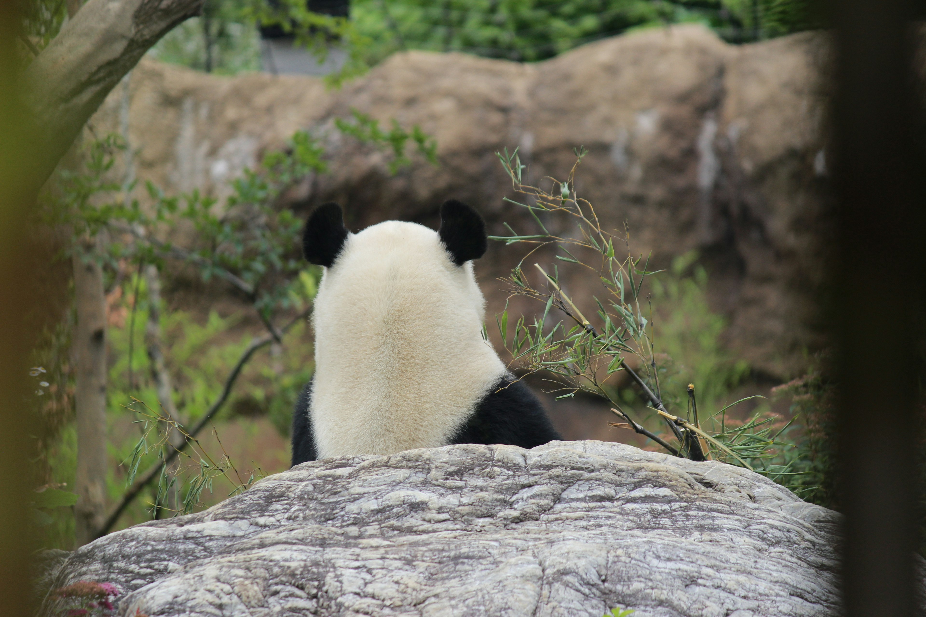 Image d'un panda assis sur une roche vu de derrière