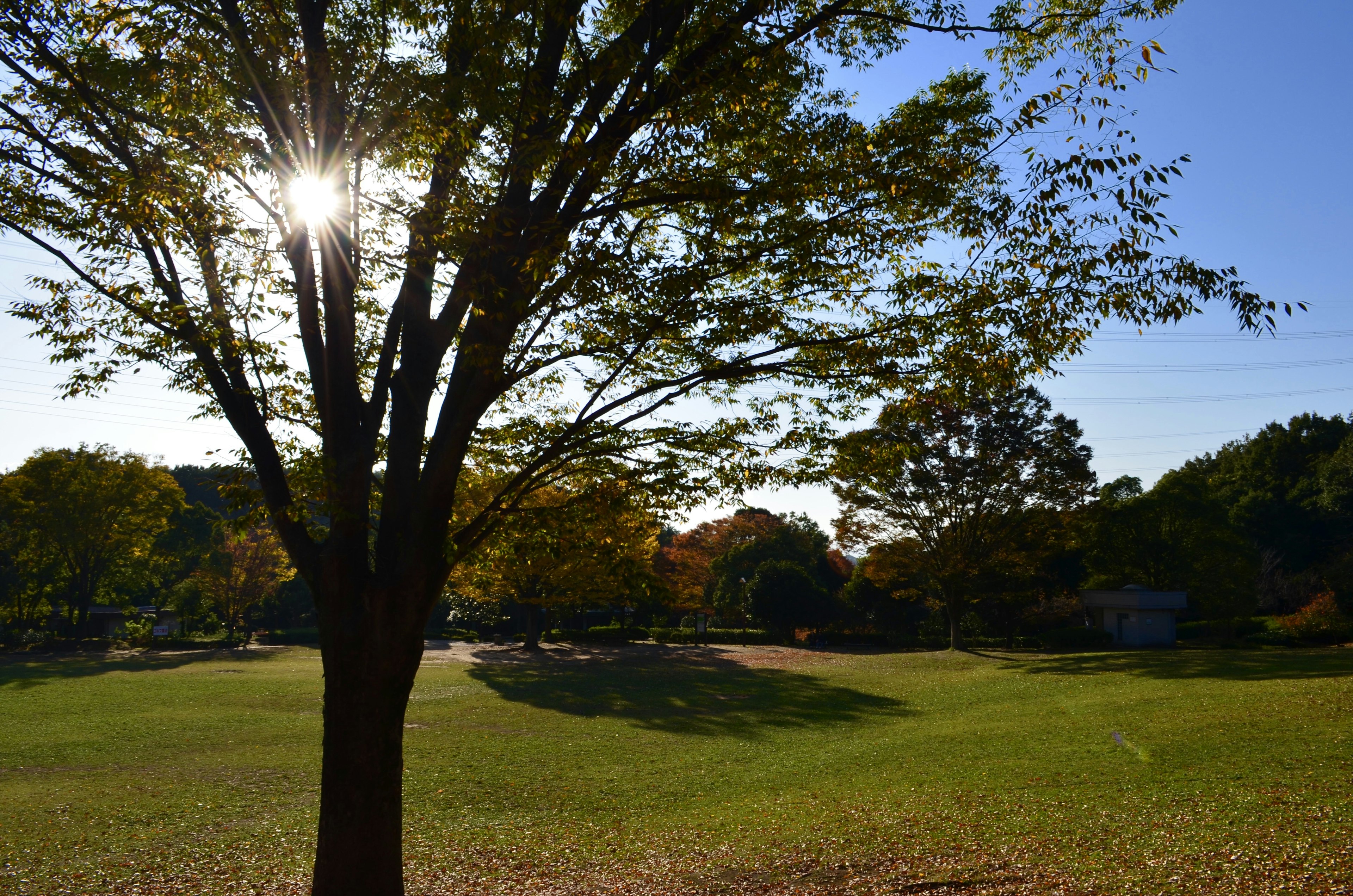 Scena autunnale di un parco con la luce del sole che filtra tra gli alberi