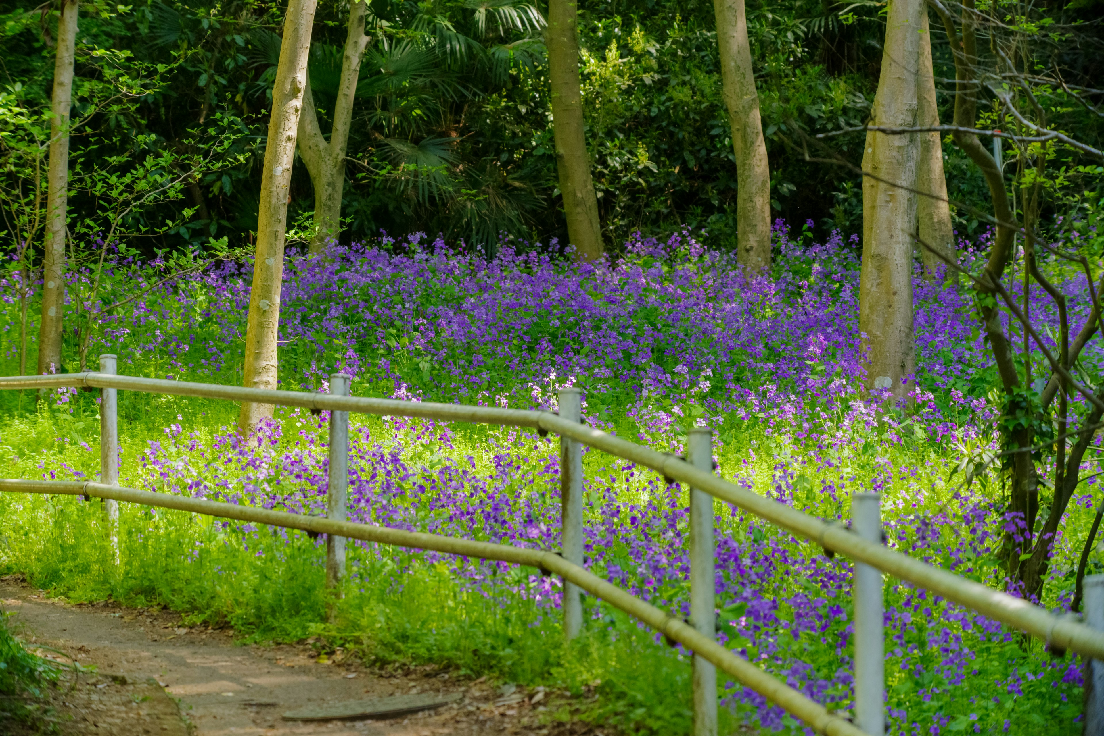 緑の木々の間に広がる紫色の花畑と曲がりくねった小道