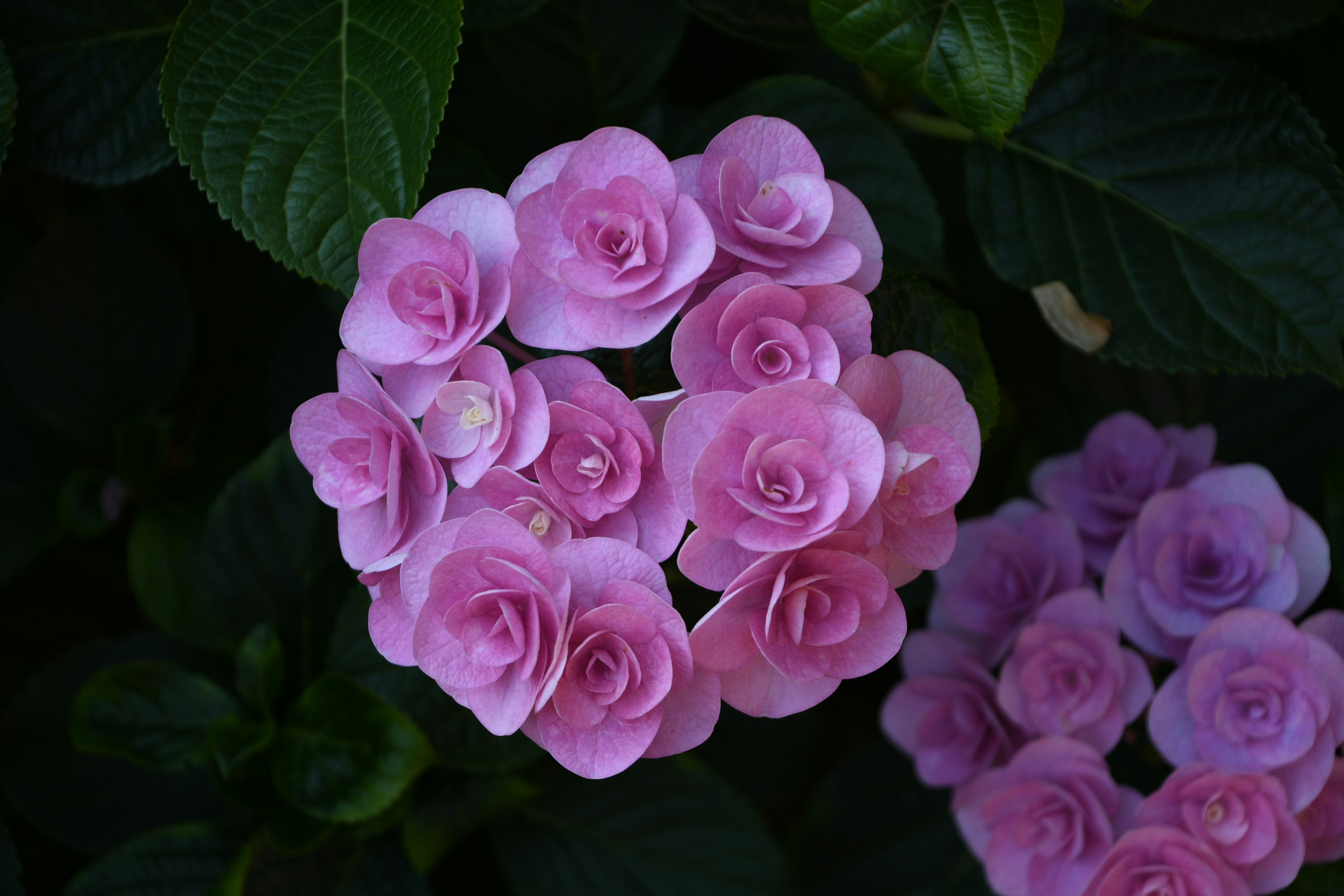 淡いピンクの花が集まってハート型を形成している