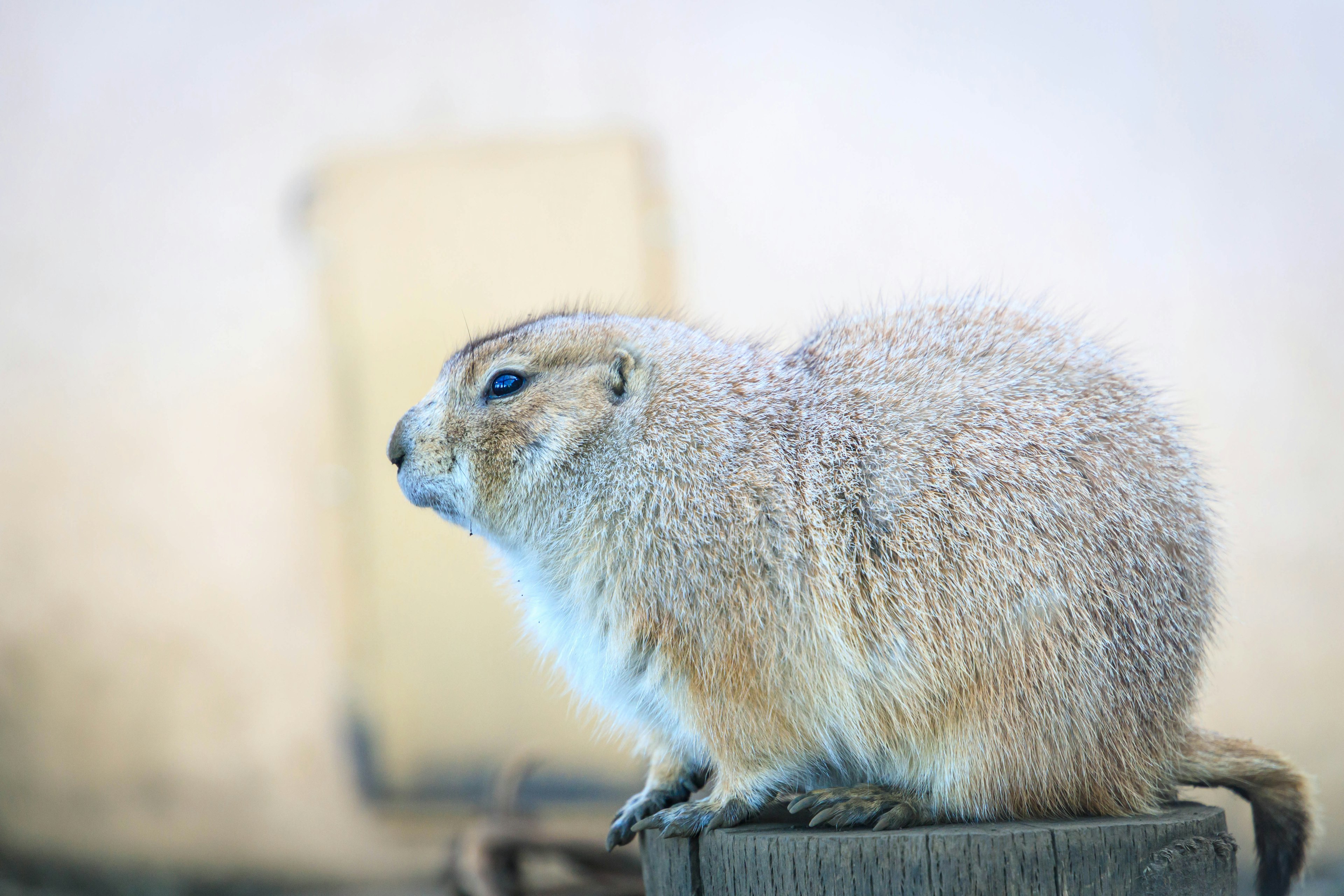 A cute prairie dog sitting on a wooden platform