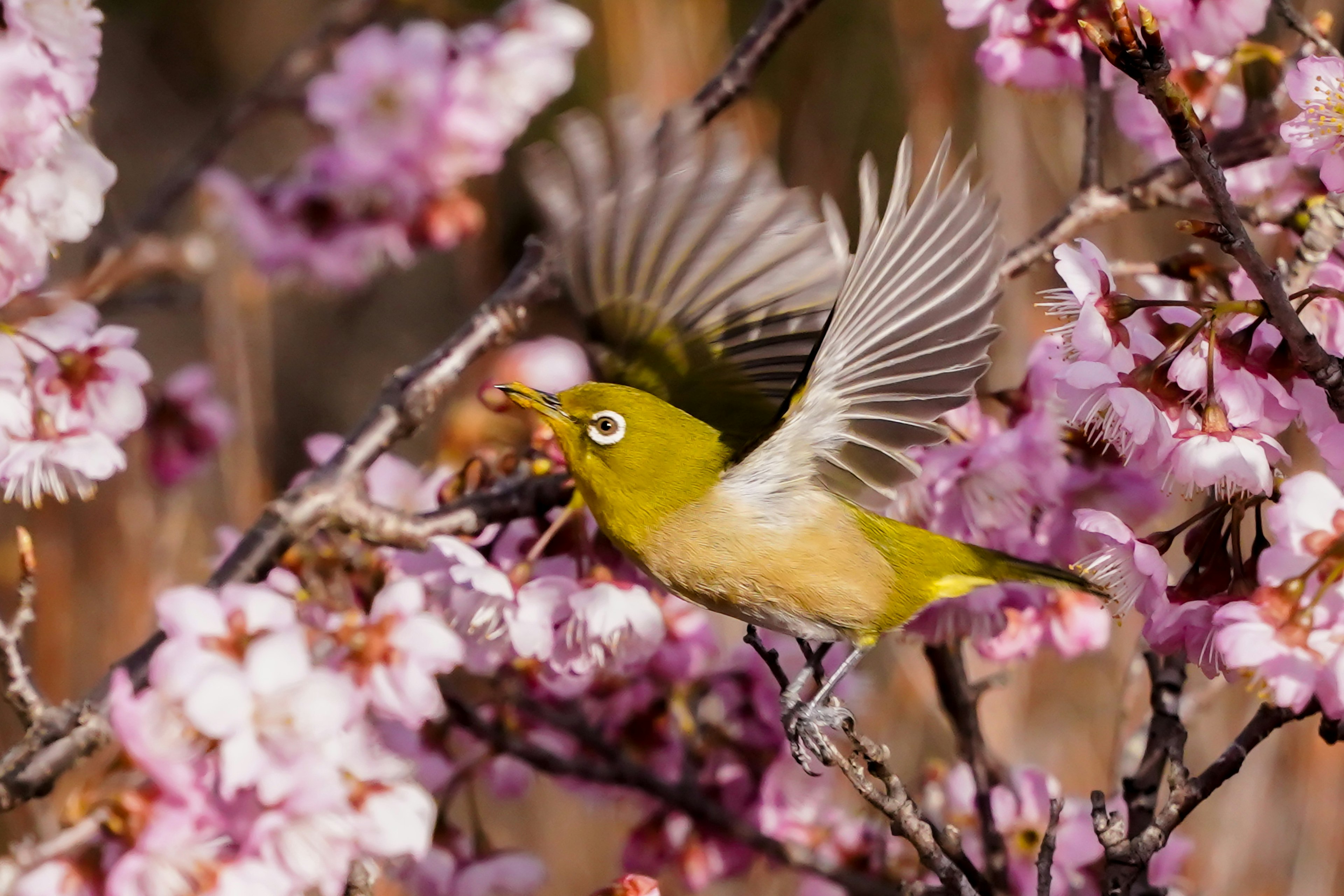 A vibrant green bird flying among pink cherry blossoms