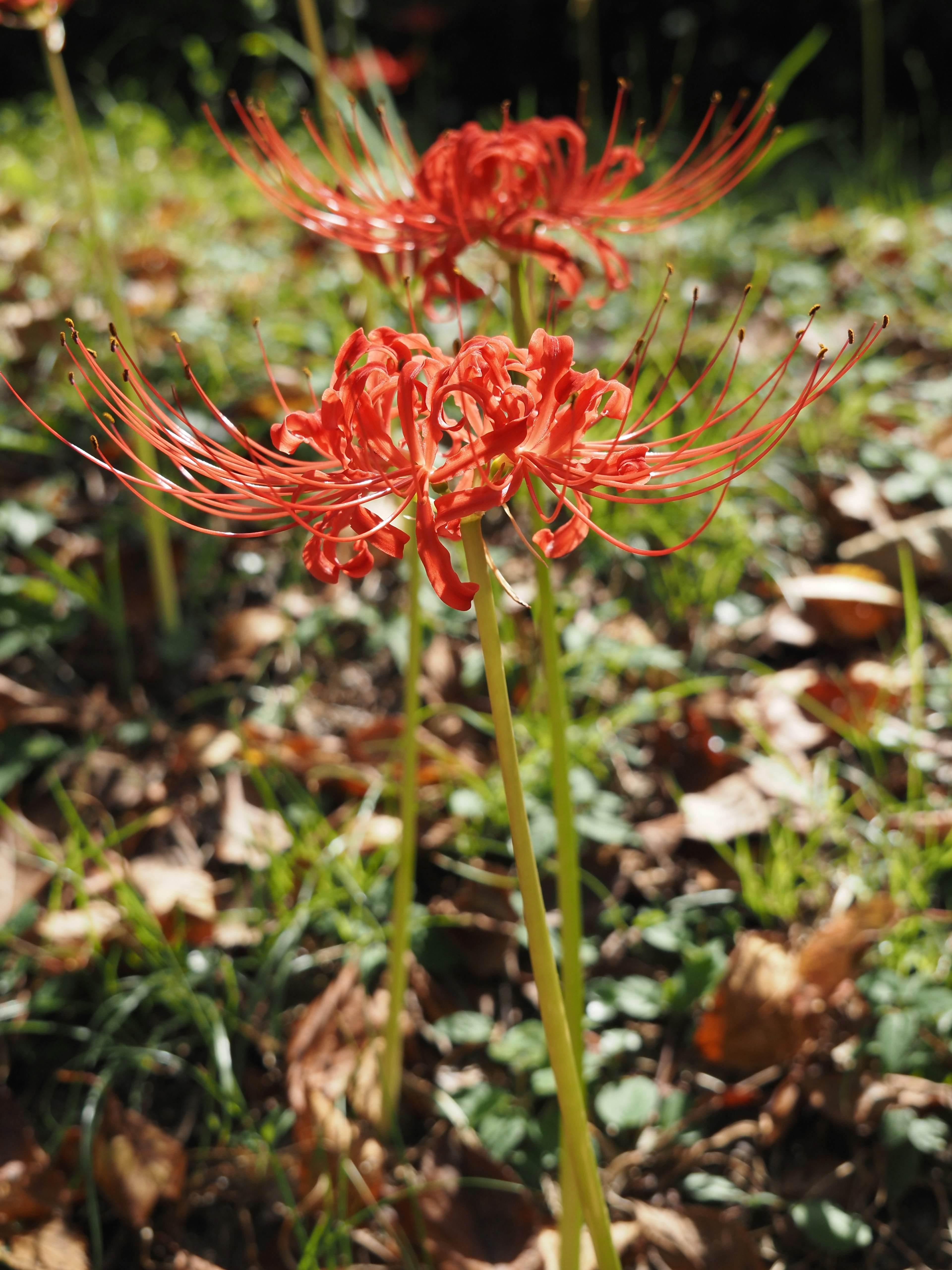 Red spider lilies growing from the ground