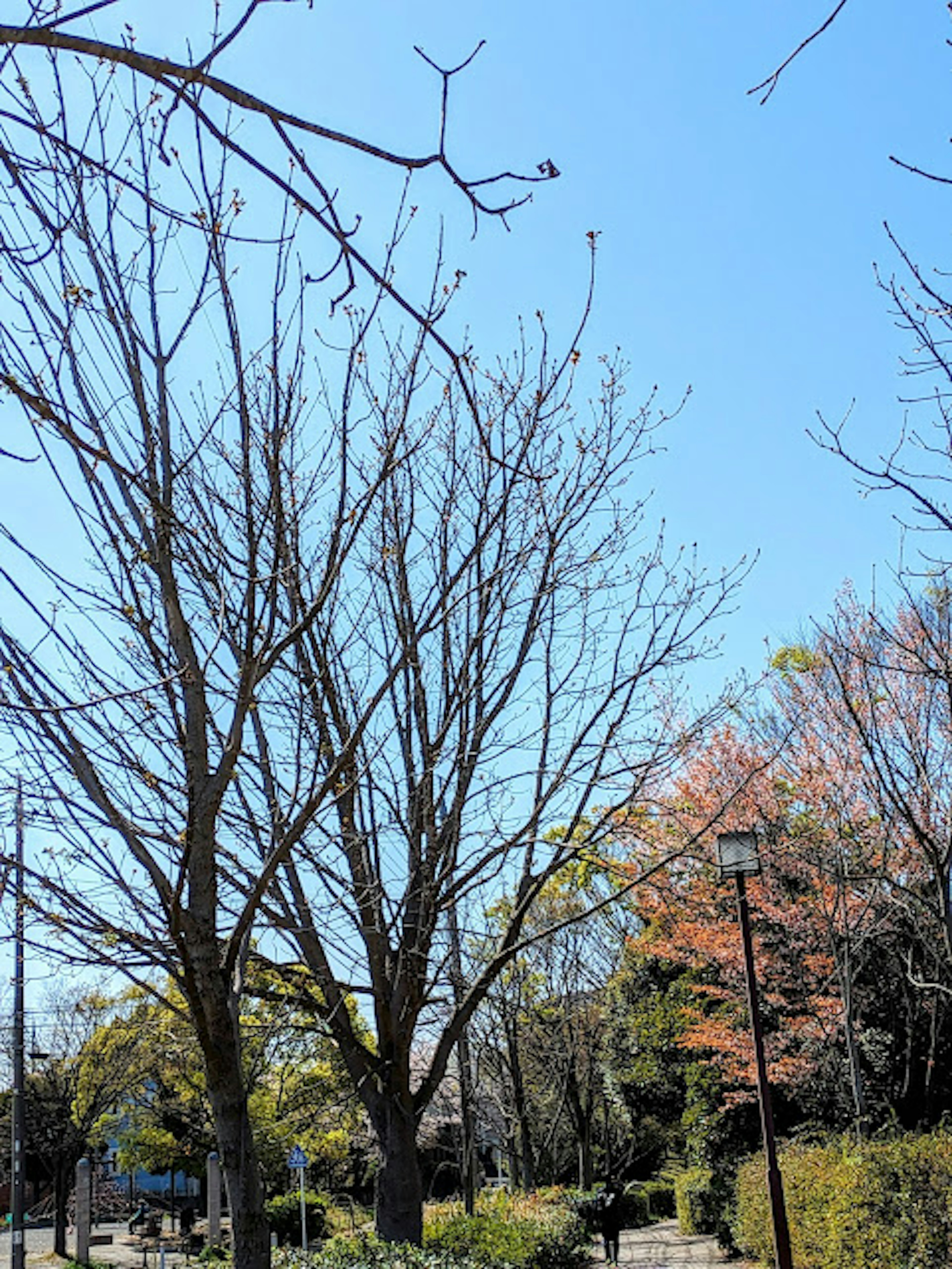 Eine Landschaft mit einem blattlosen Baum und bunten Bäumen unter einem blauen Himmel