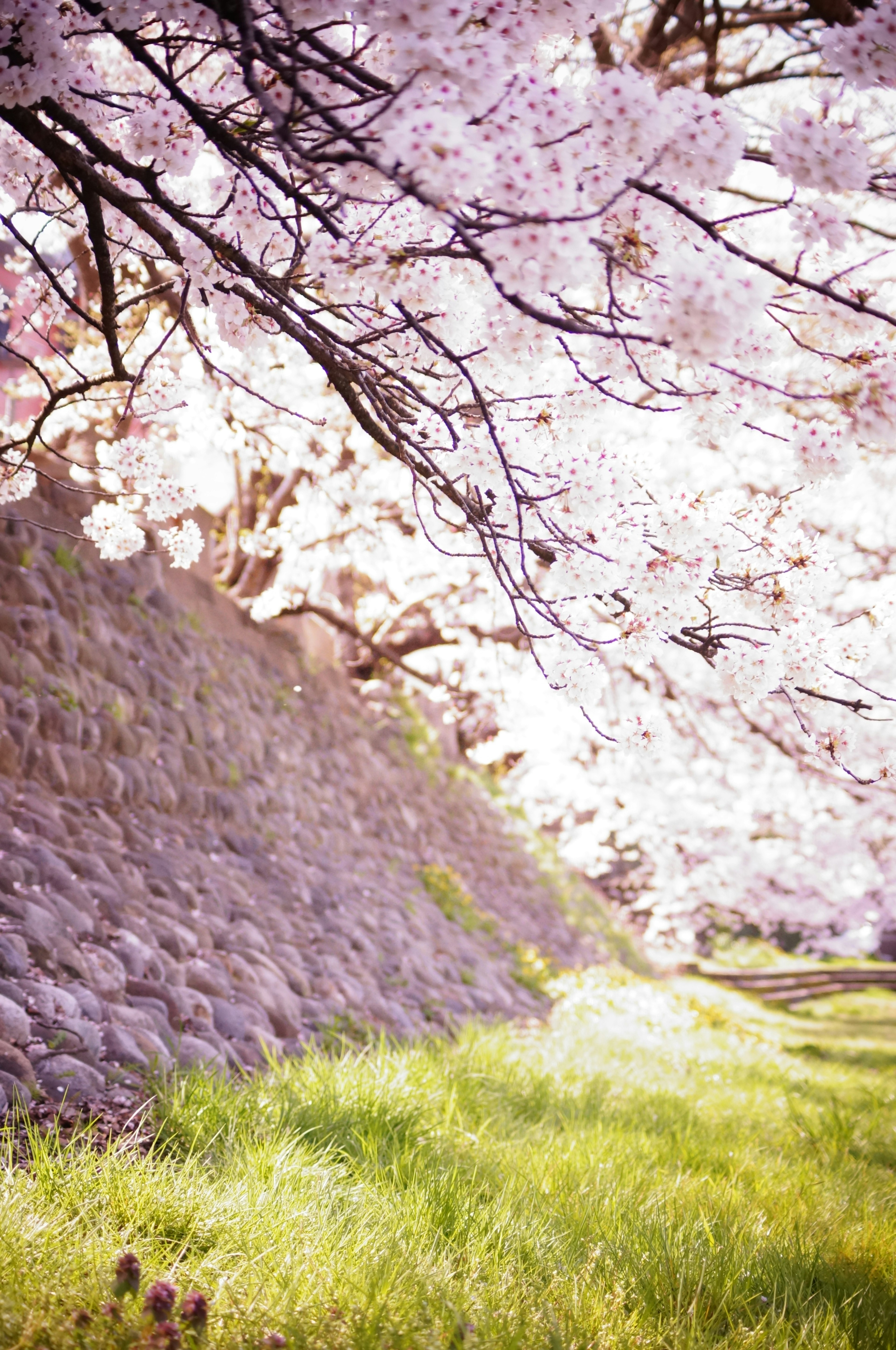 Pemandangan musim semi dengan pohon sakura yang mekar dan rumput hijau