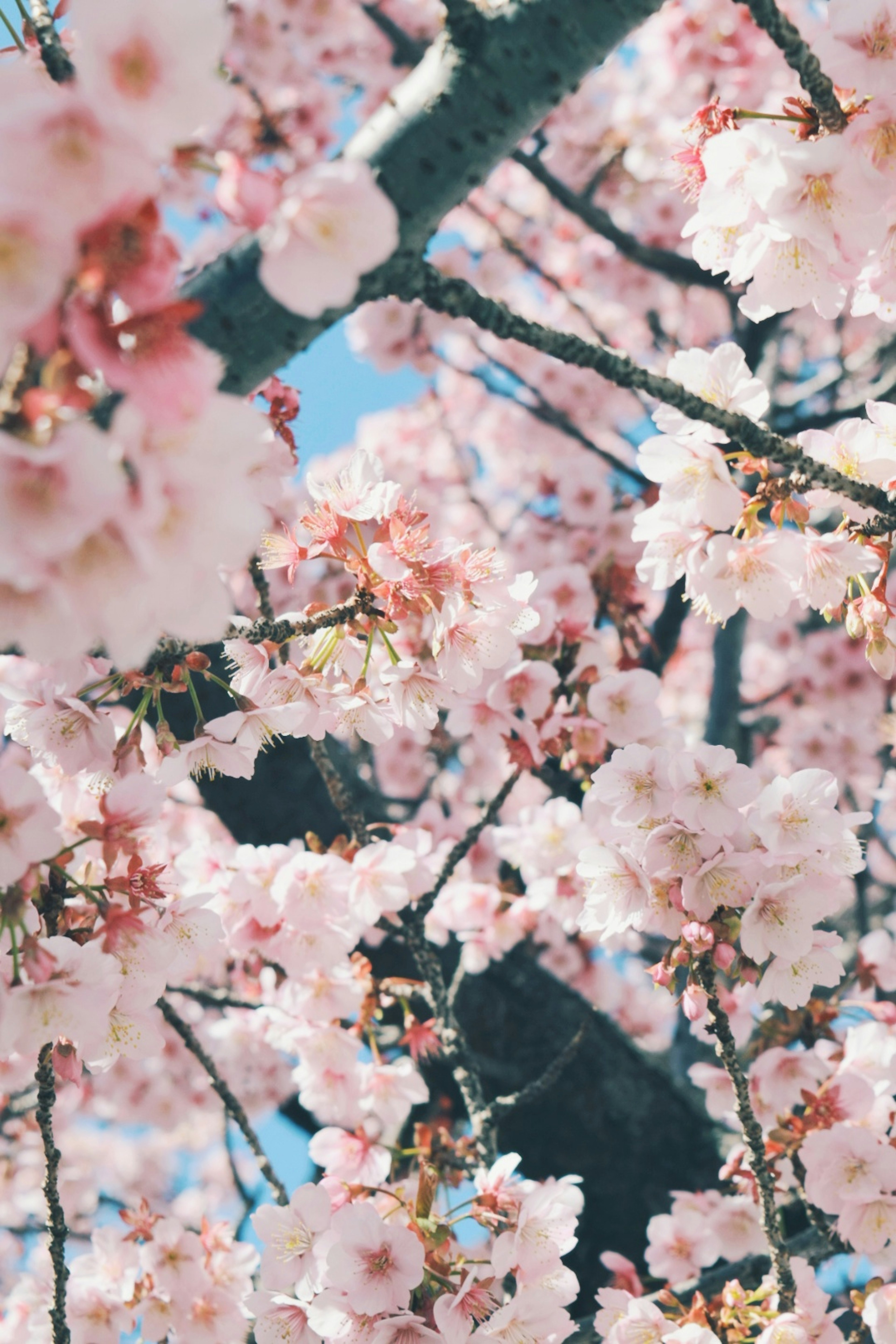 Close-up of beautiful cherry blossoms on tree branches