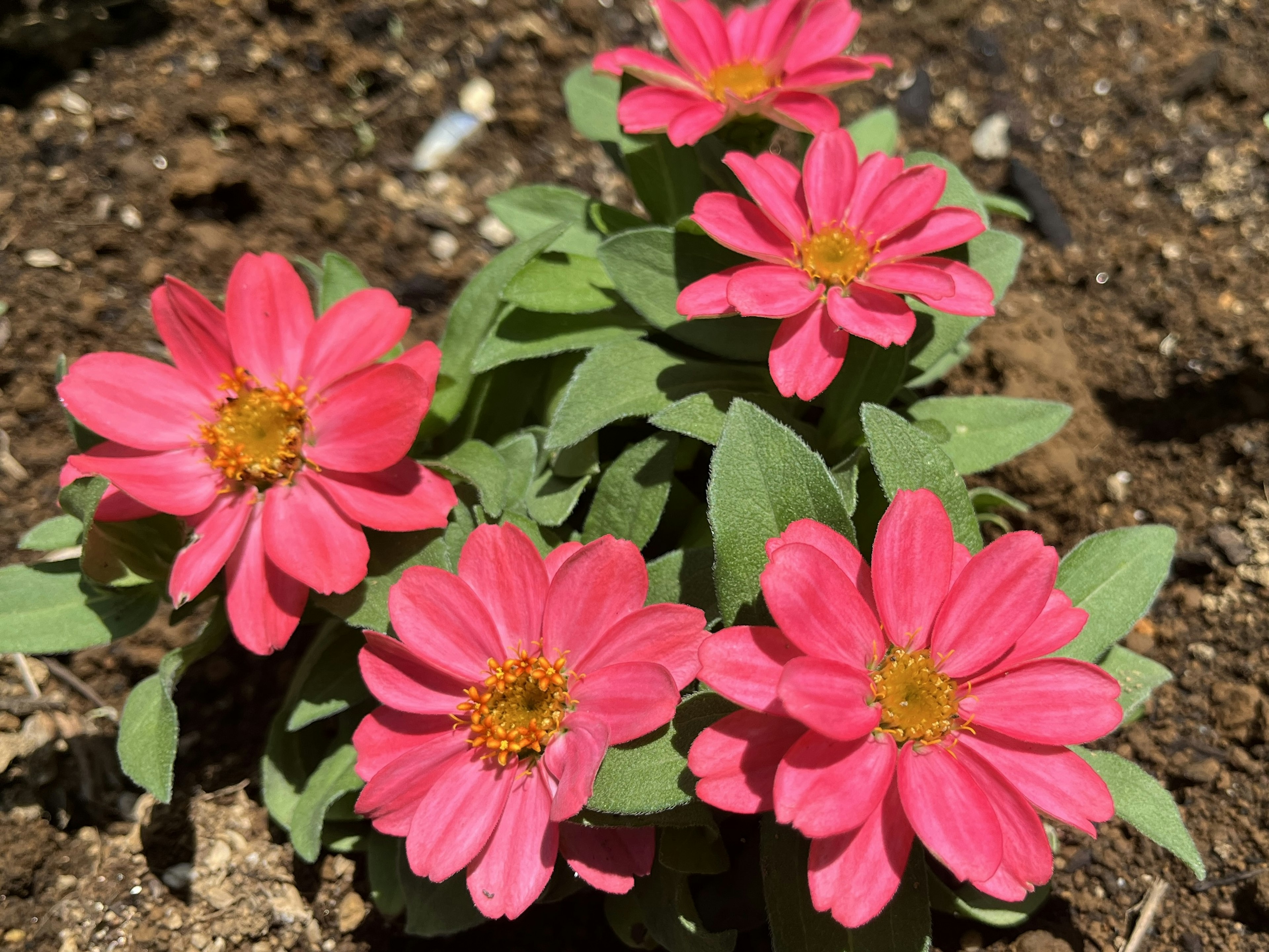 鮮やかなピンク色の花が咲いている植物のクローズアップ