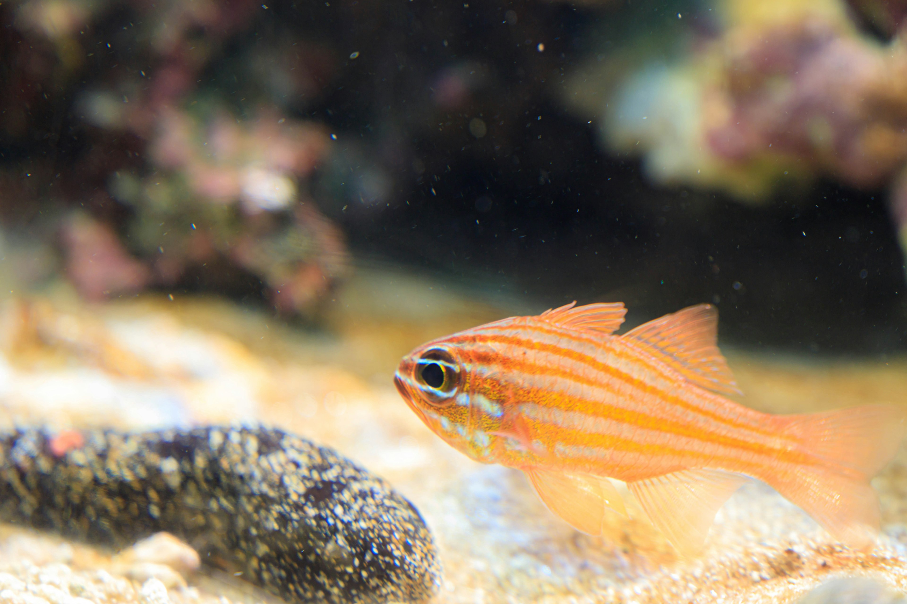 A small fish with orange stripes swimming over sandy ocean floor