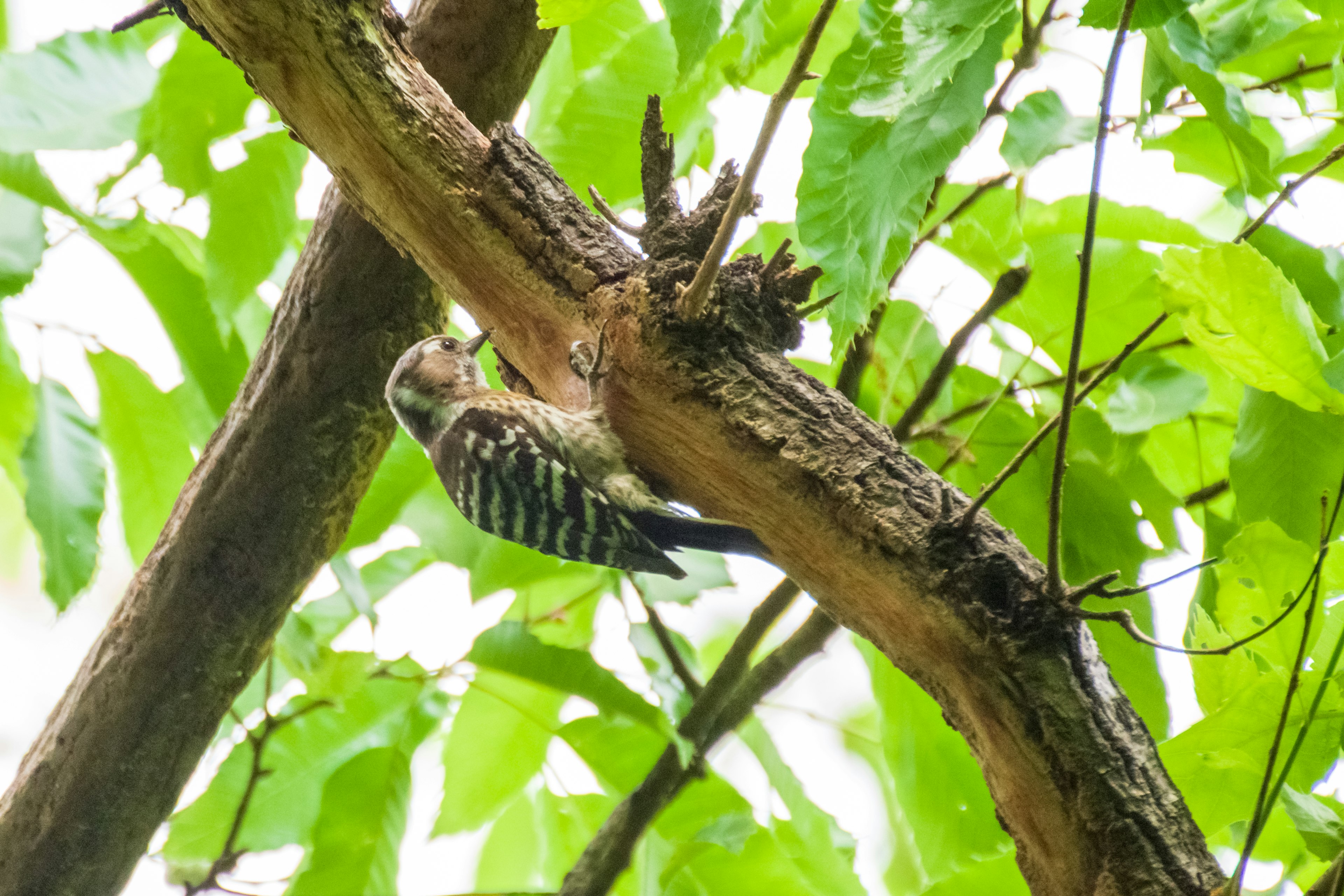 Seekor burung bertengger di dahan pohon dikelilingi daun hijau